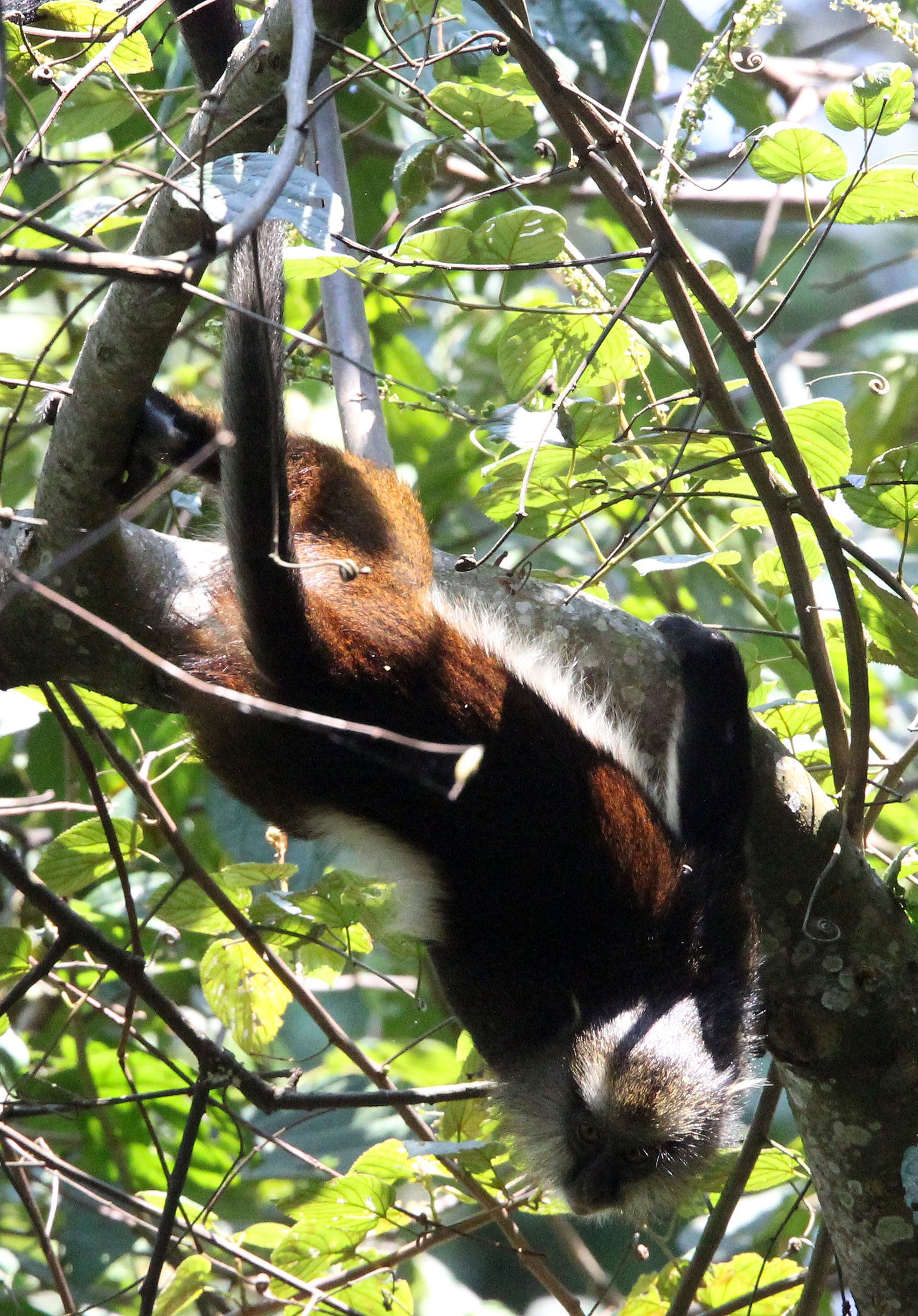 CERCOPITHECIDAE - Cercopithecus denti - DENT'S MONKEY - NYUNGWE NATIONAL PARK RWANDA (258).JPG