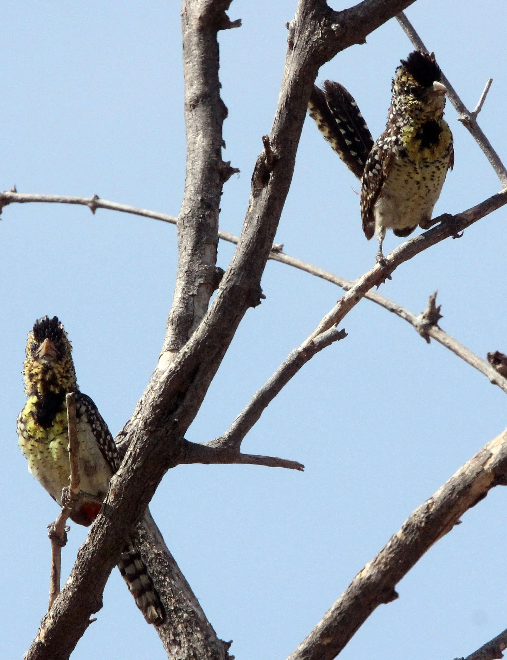 BARBET - D'ARNAUD'S BARBET - Trachyphonus darnaudii - SAMBURU NATIONAL PARK KENYA (9).JPG
