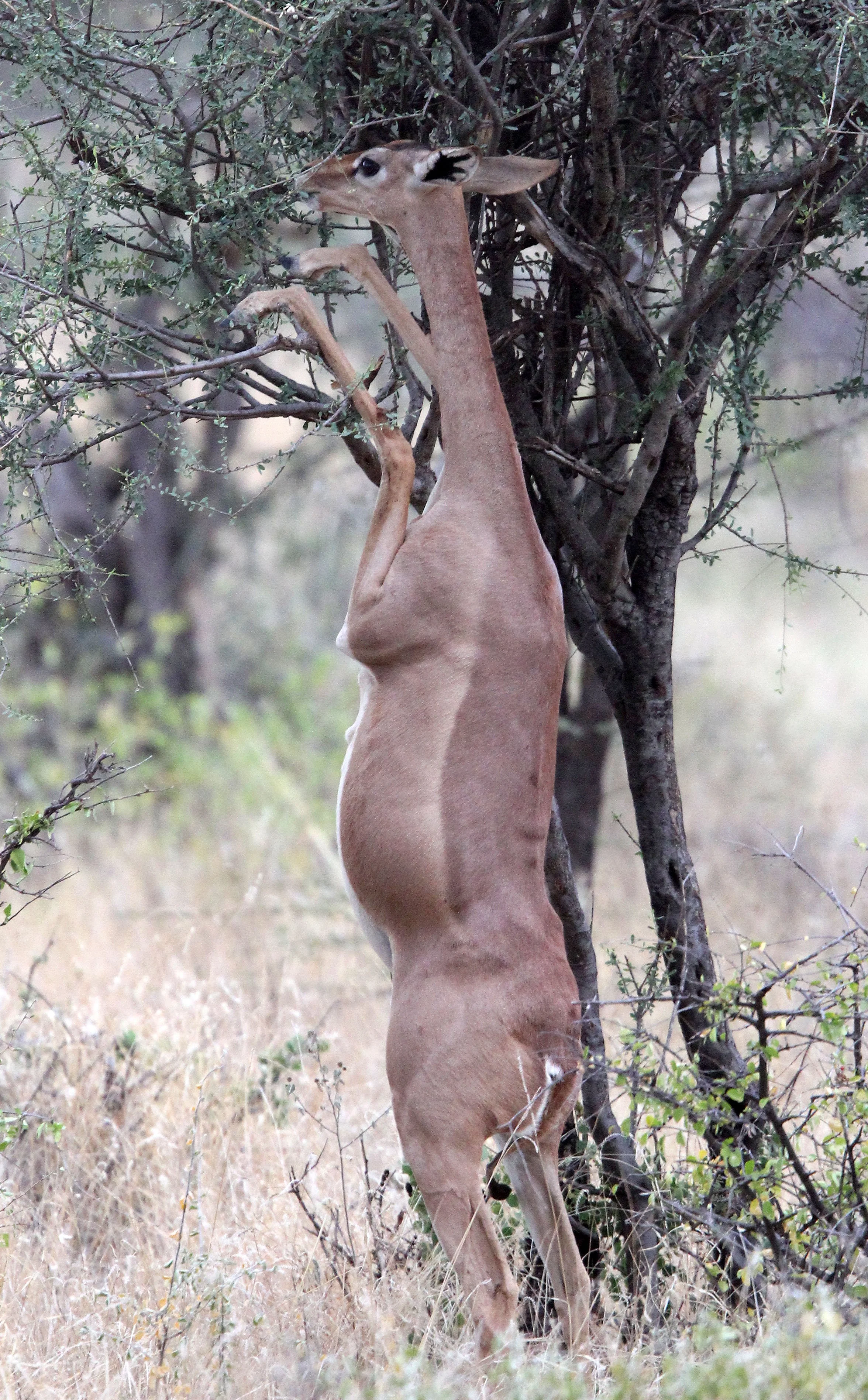 GERENUK - SOUTHERN GERENUK - Litocranius walleri - SAMBURU NATIONAL PARK KENYA  (55).JPG