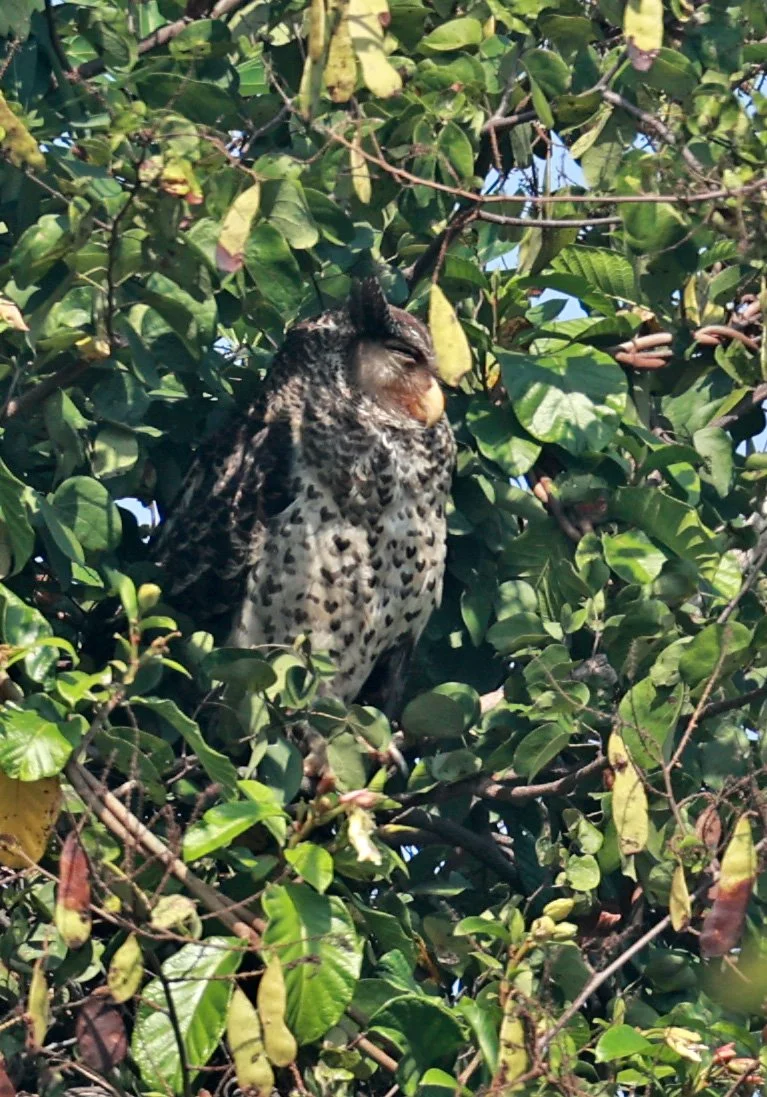 Spot-bellied Eagle-Owl (Bubo nipalensis) Pak Chong Mu Si Municipality Feb 2026  (11).jpg