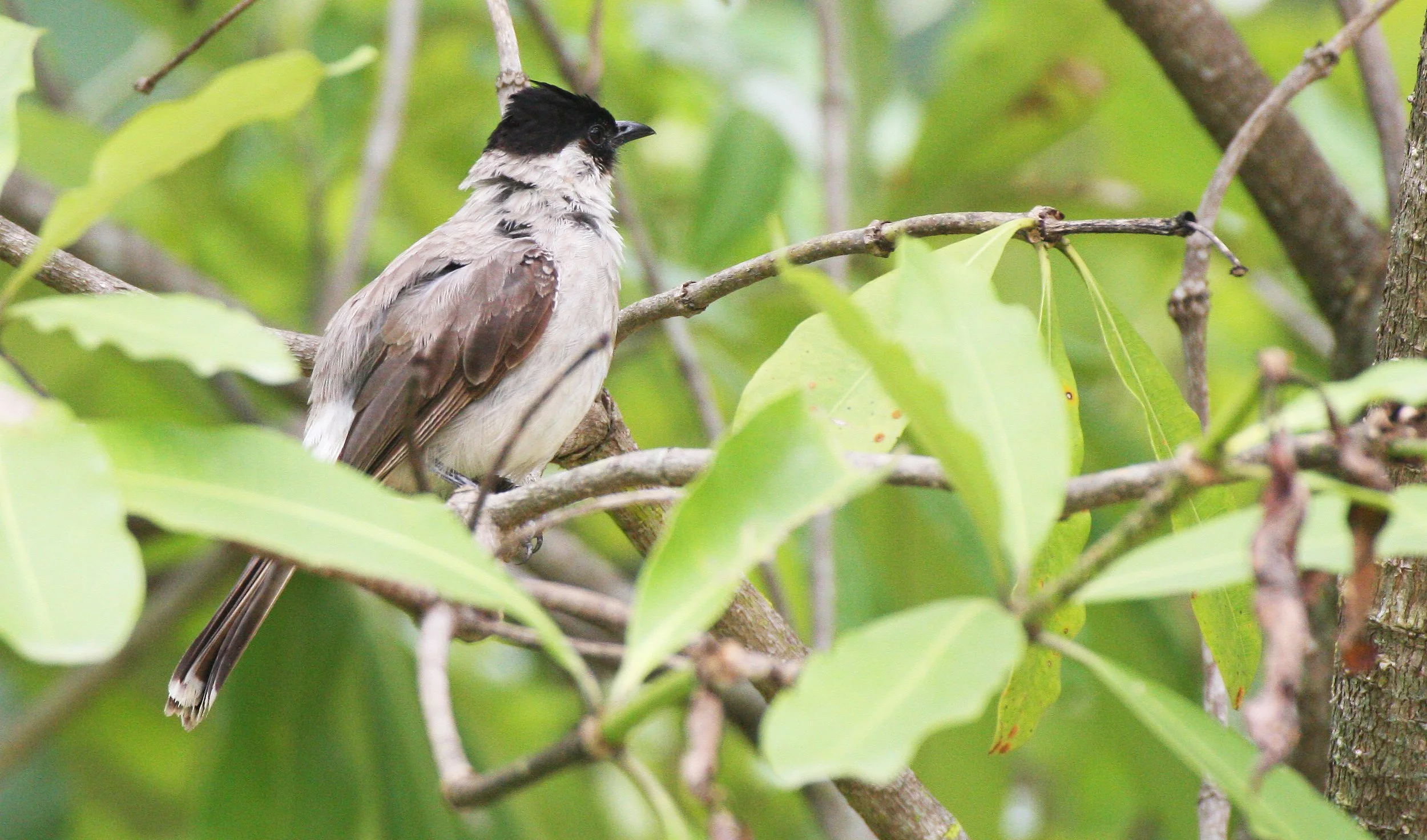 BULBUL - SOOTY-HEADED BULBUL - Pycnonotus aurigaster - HUAI KHA KHAENG NWS THAILAND (48).JPG