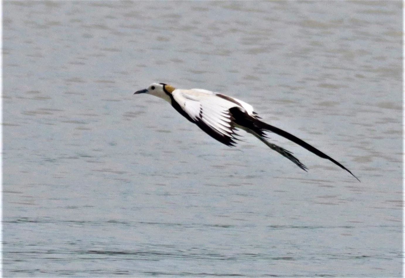 JACANA - PHEASANT-TAILED JACANA - Hydrophasianus chirurgus - BUENG BORAPHET NAKHON SAWAN AUGUST 2021 (86).jpg