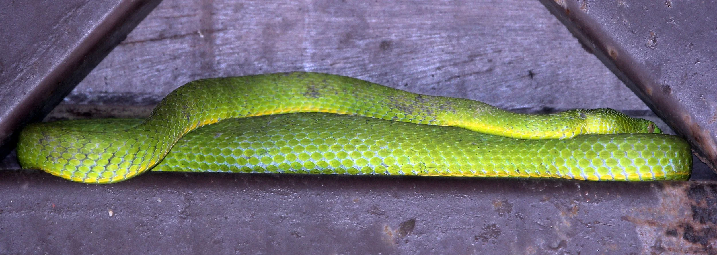 Trimeresurus vogeli - VOGEL'S PIT VIPER - KHAO YAI NATIONAL PARK THAILAND (28).JPG
