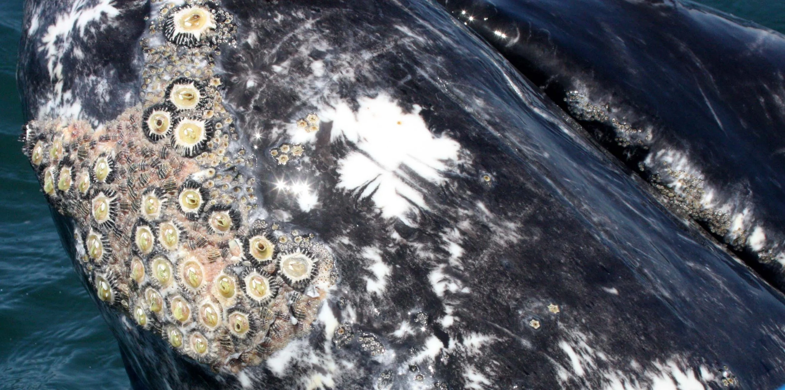 Eschrichtius robustus - GRAY WHALE WITH Cryptolepas rhachianecti - SAN IGNACIO LAGOON BAJA MEXICO (13).JPG