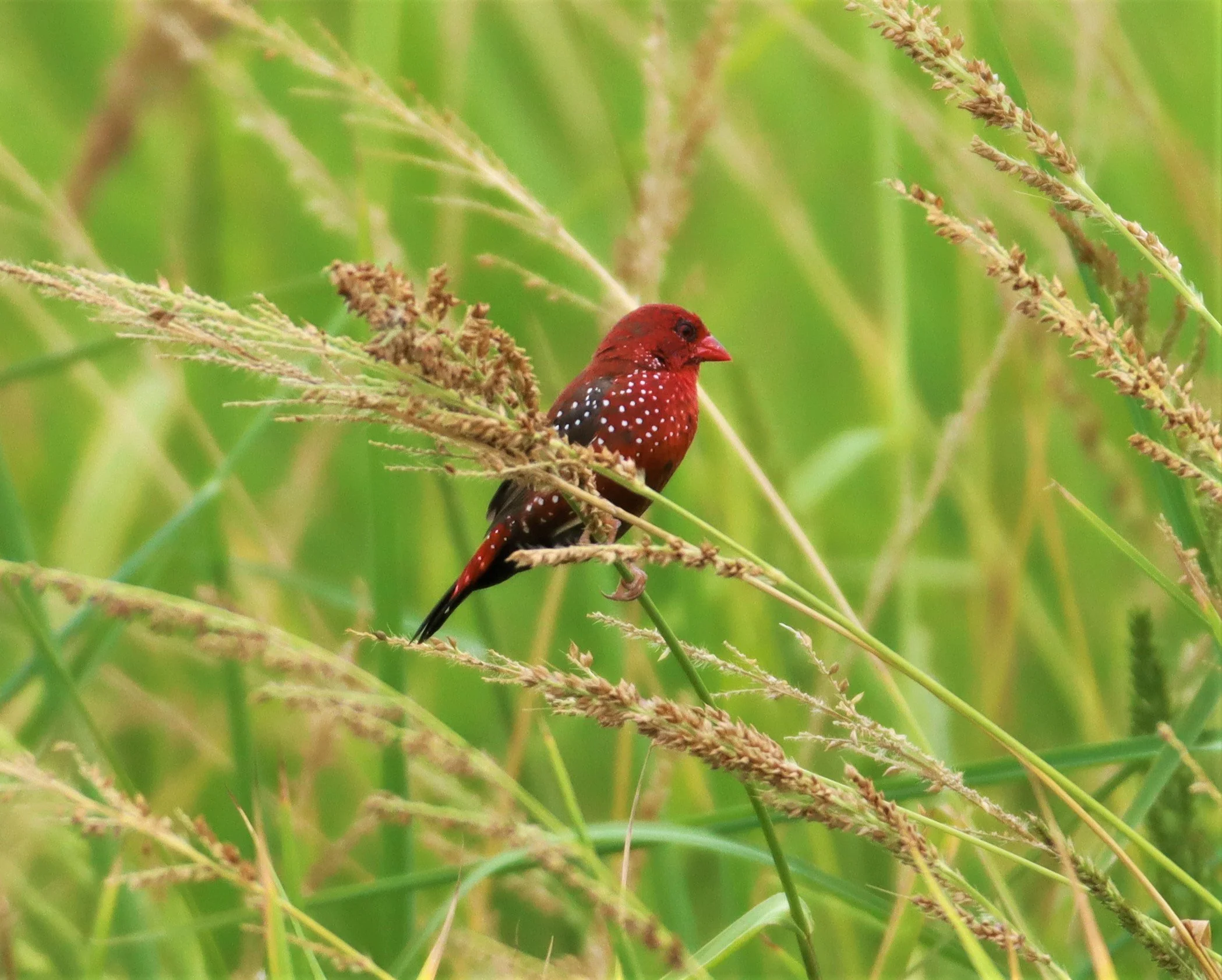 RED AVADAVAT - Amandava amandava - LAD KRABANG  THAP YAO RICE FIELDS AUGUST 14 2021 (29).jpg