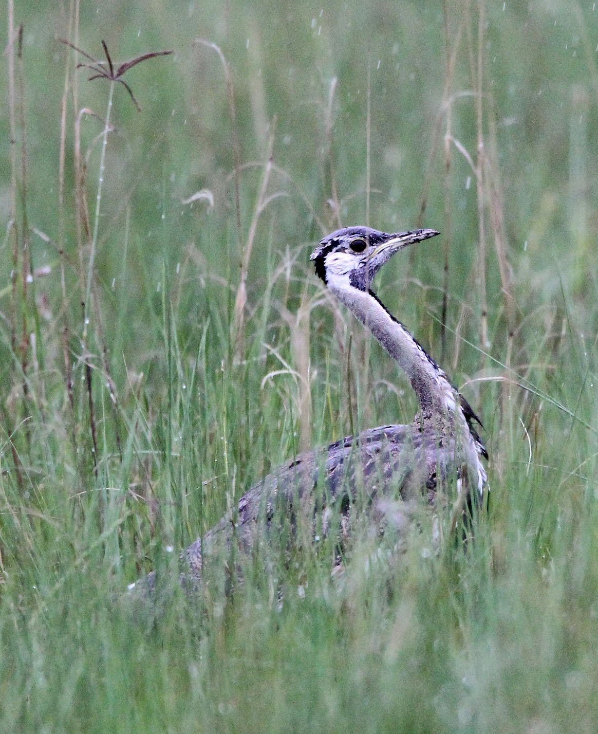 Black-bellied Bustard (Lissotis melanogaster) Senkele Sanctuary, Ethiopia (1).JPG