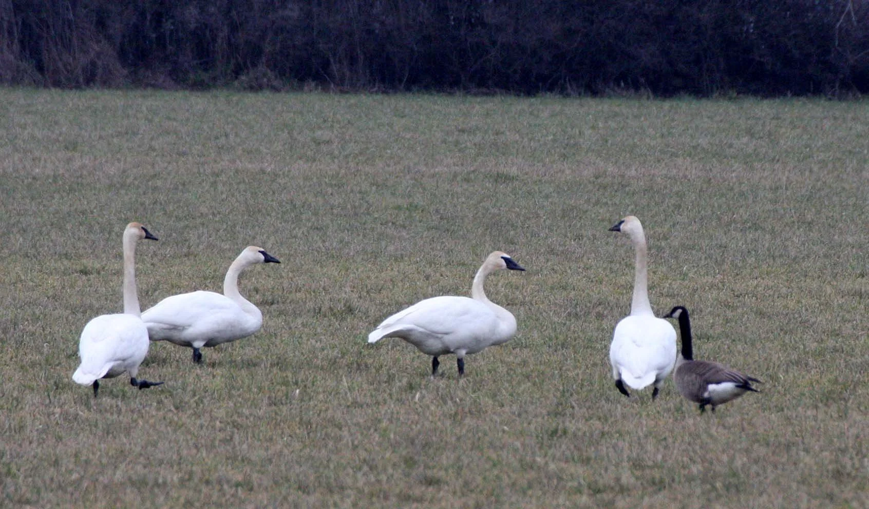 SWAN - TRUMPETER SWAN - Cygnus buccinator - SEQUIM PRAIRIE WA (4).JPG