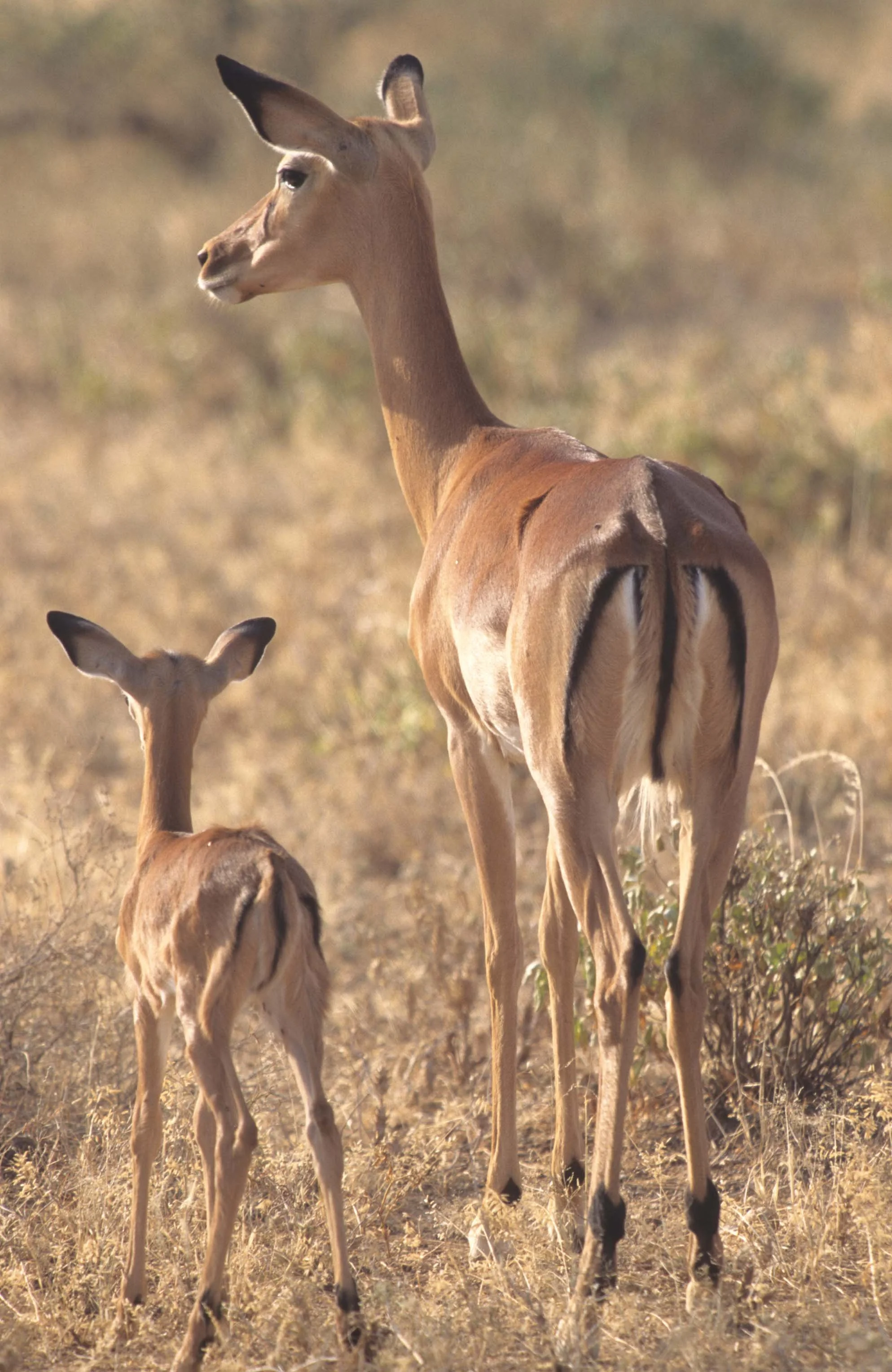 BOVID - IMPALLA-SERENGETI 1 (4).jpg