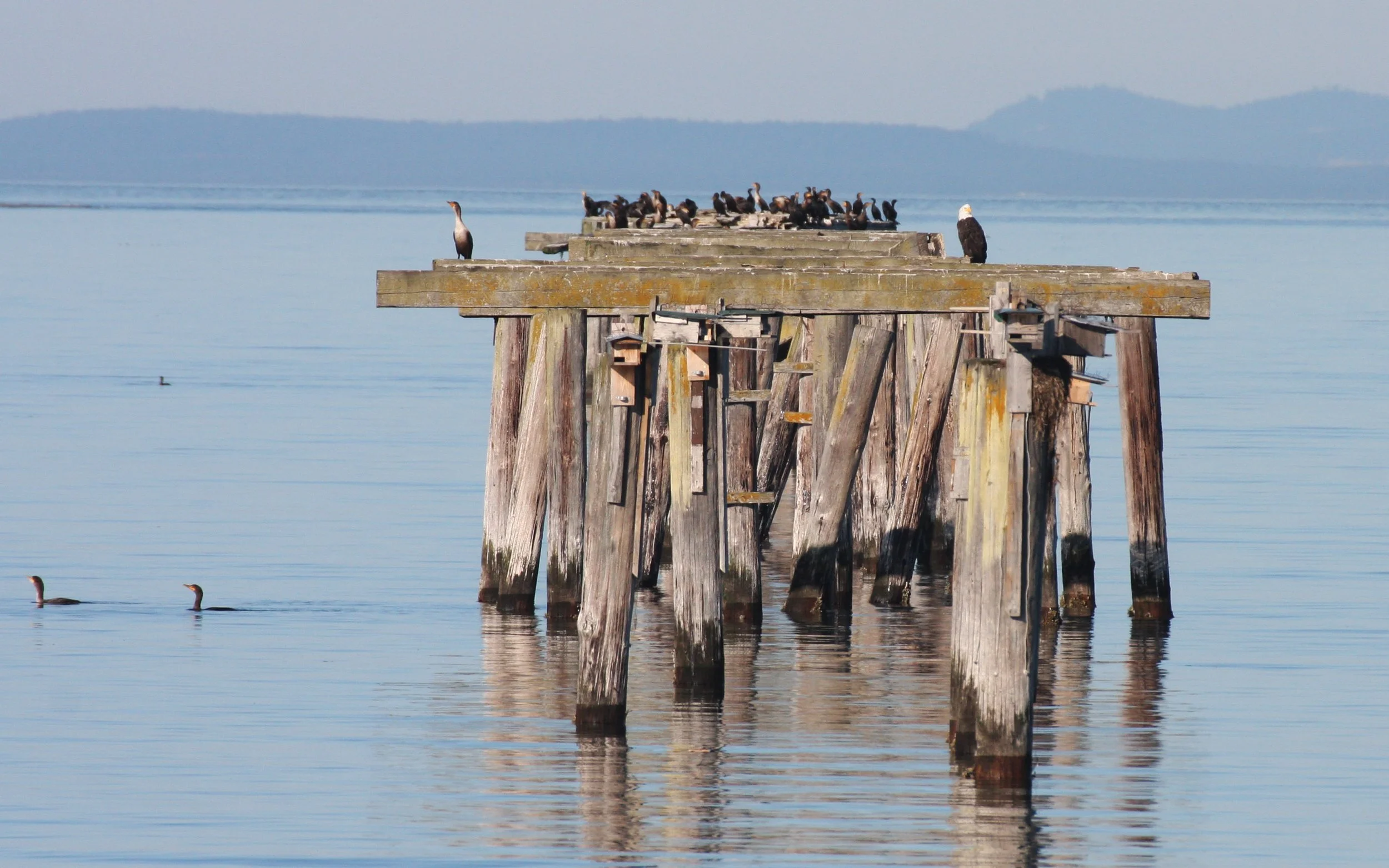 SEQUIM BAY WA.JPG