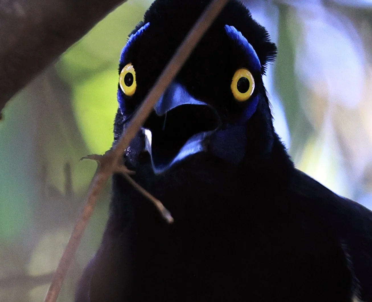 Plush-crested Jay (Cyanocorax chrysops) Agua Dulce Paraguay (2).jpg