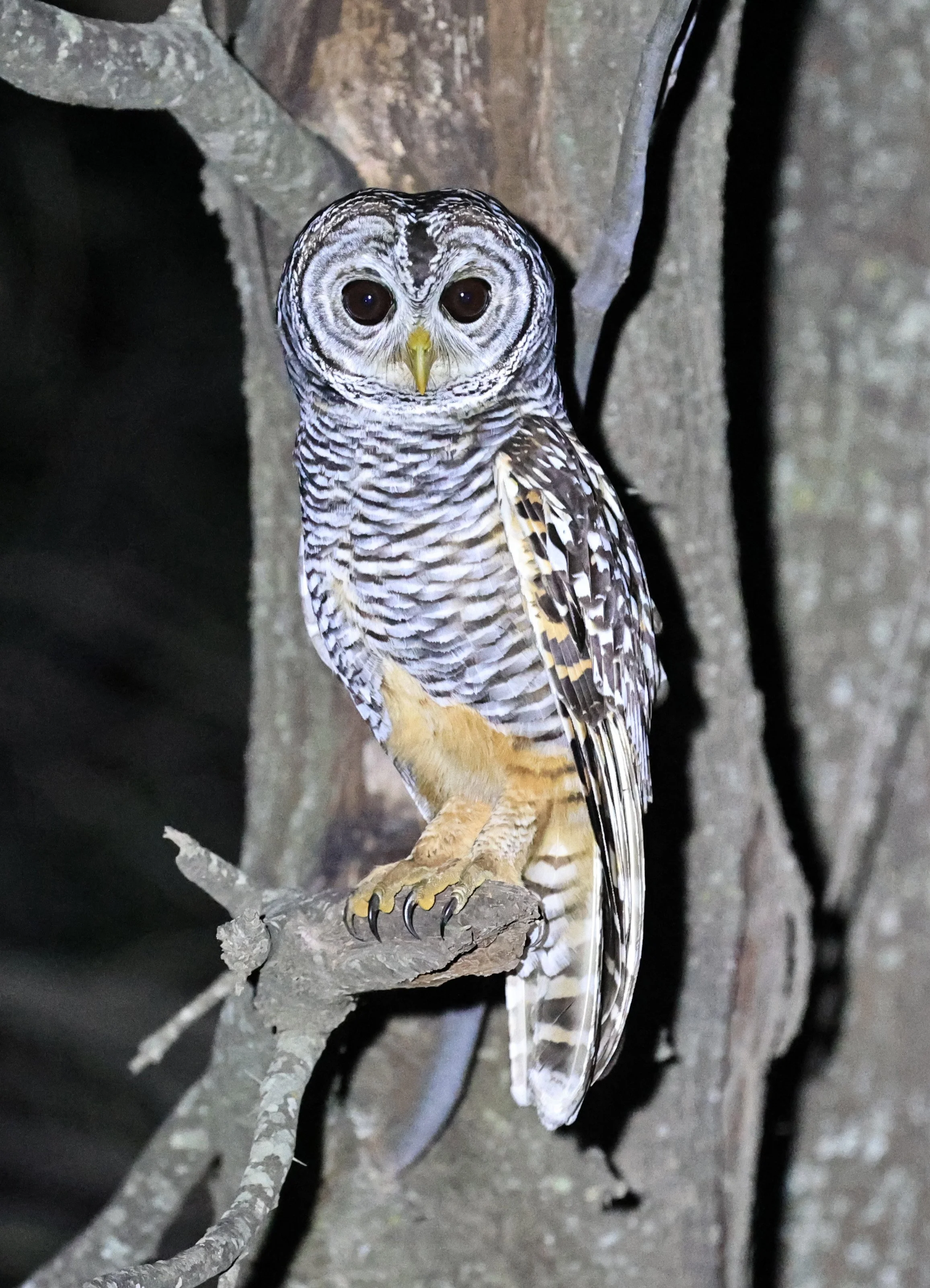 Chaco Owl (Strix chacoensis) Estancia Campo'í Paraguay (52).jpg