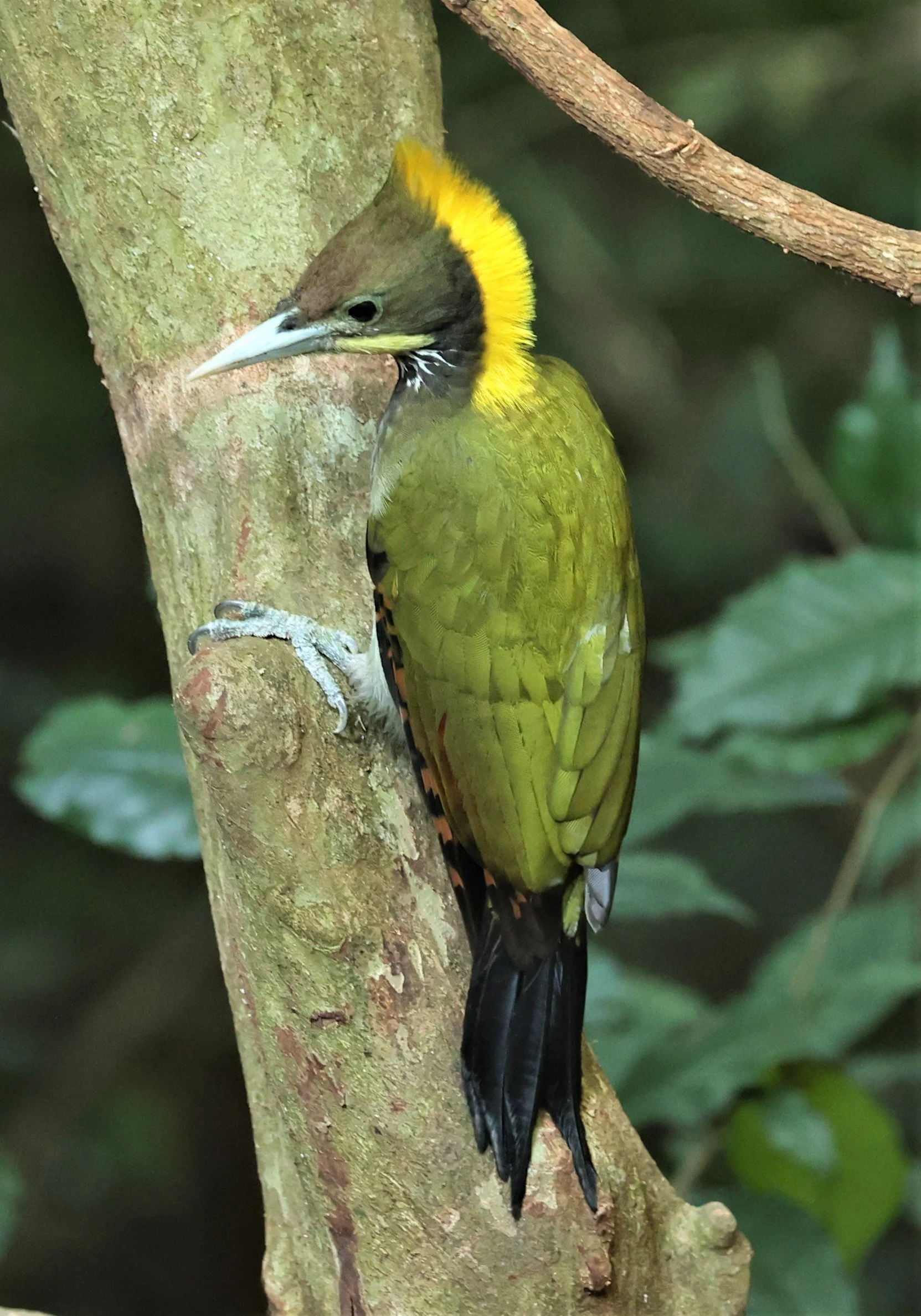 WOODPECKER - GREATER YELLOWNAPE - Chrysophlegma flavinucha - PETCHABURI PROVINCE - NUY HIDE NEAR KAENG KRACHAN JAN 2022 (8).jpg