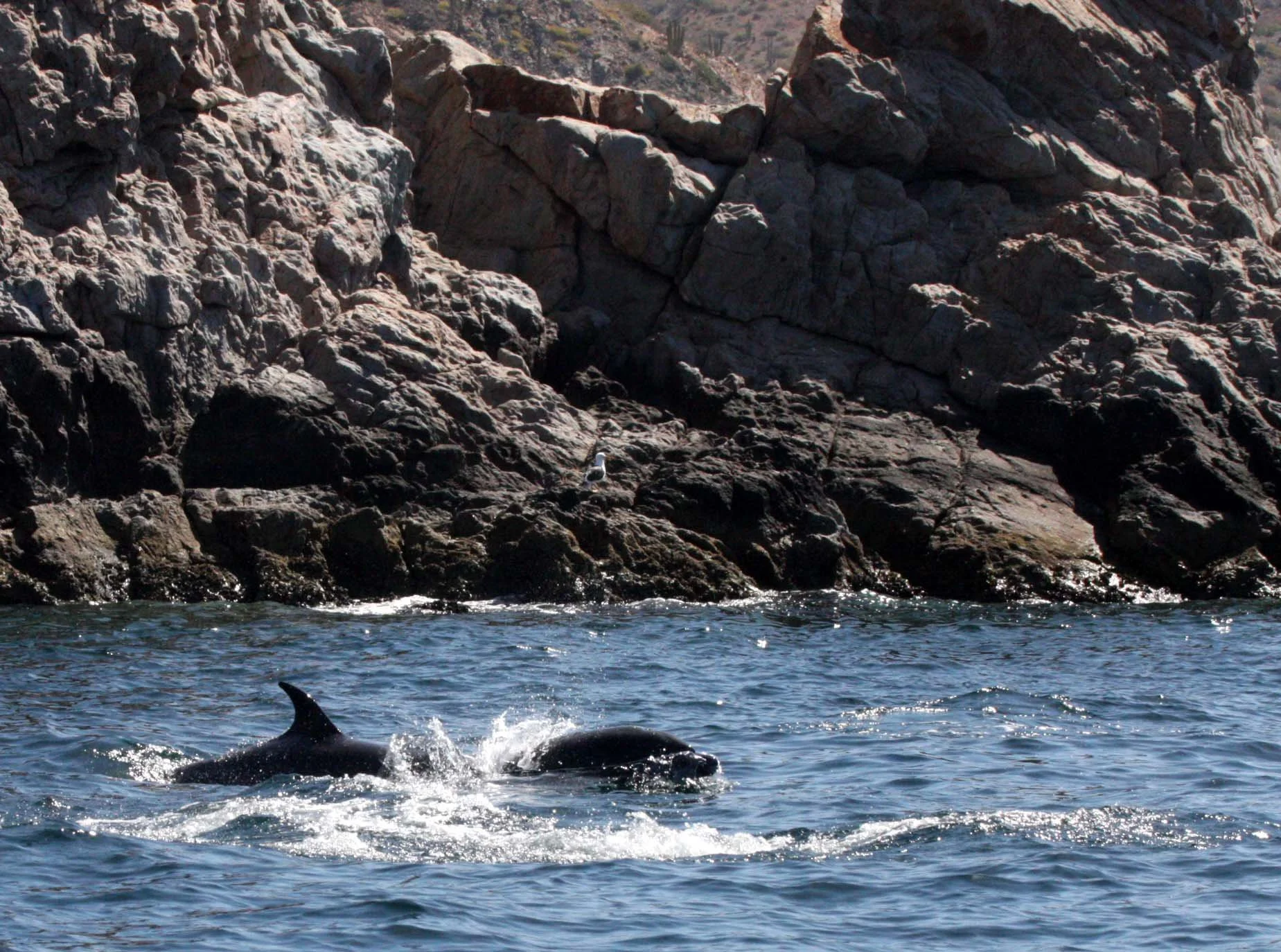 CETACEAN - DOLPHIN -BOTTLENOSE DOLPHINS - ISLA SANTA CATALINA BAJA MEXICO (6).JPG