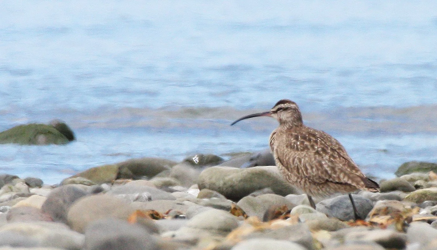 BIRD - WHIMBREL - ELWHA RIVER MOUTH WA (5).JPG