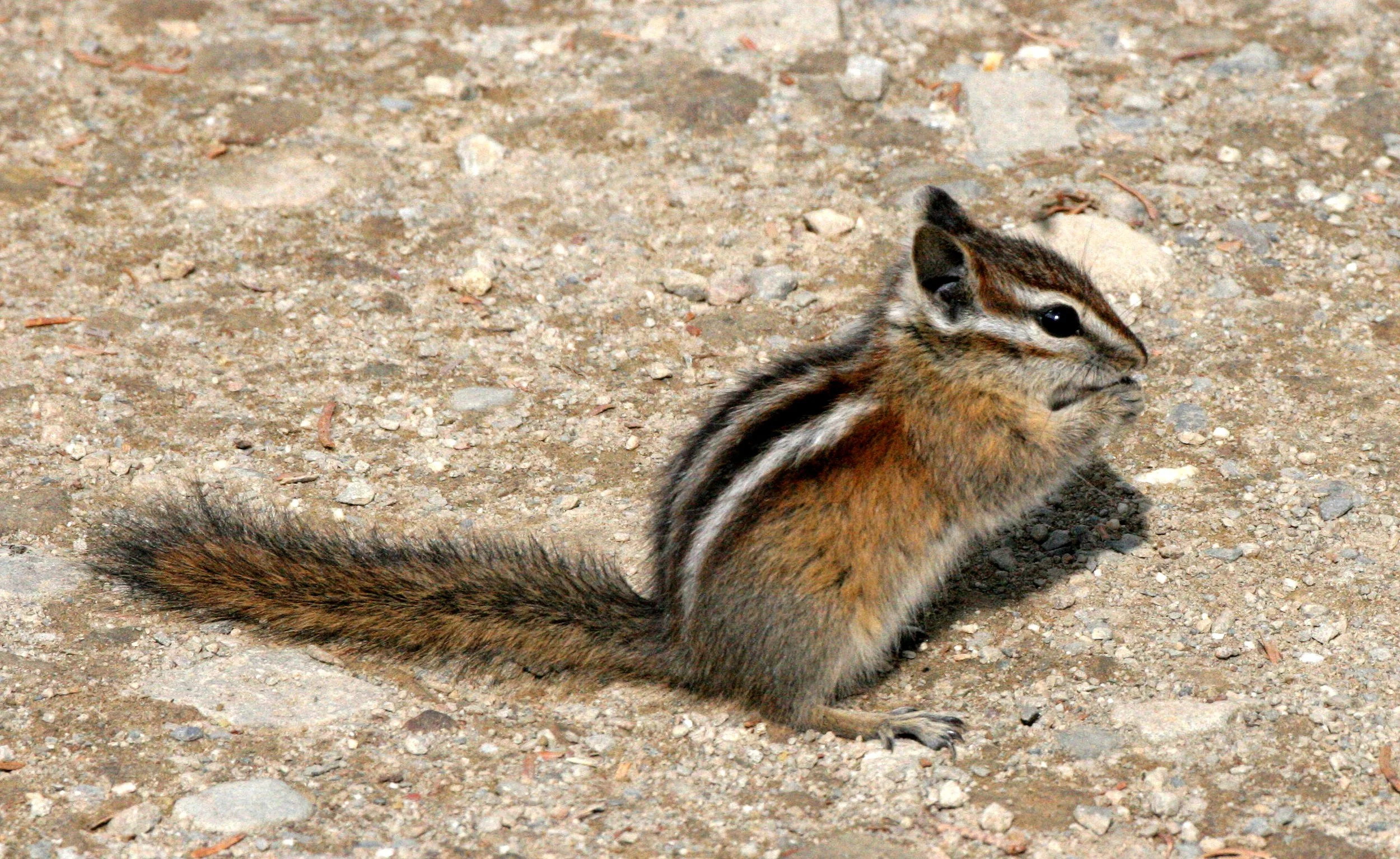 RODENT - CHIPMUNK - OLYMPIC YELLOW-PINE CHIPMUNK - OLYMPIC NATIONAL PARK (10).JPG