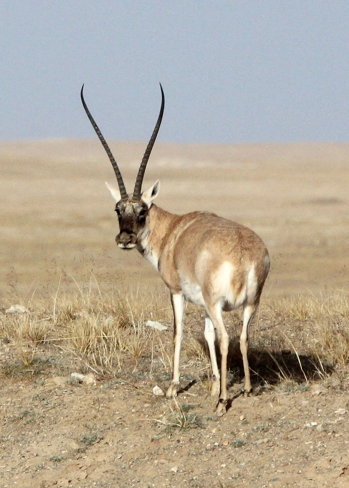 TIBETAN ANTELOPE -  Pantholops hodgsonii - KEKEXILI NATIONAL RESERVE - QINGHAI PROVINCE - CORE AREA (135).JPG