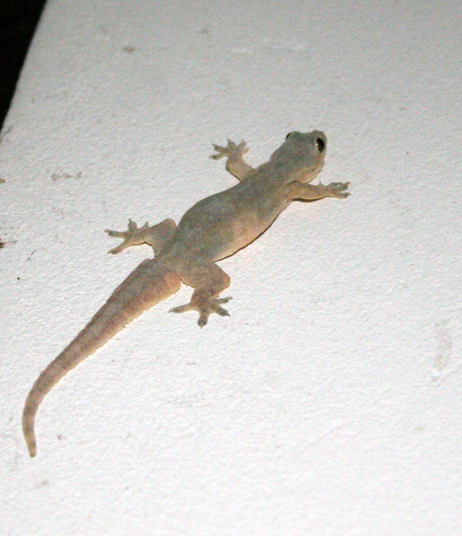 Hemidactylus platyurus - FLAT-TAILED GECKO - KHAO YAI THAILAND (2).JPG