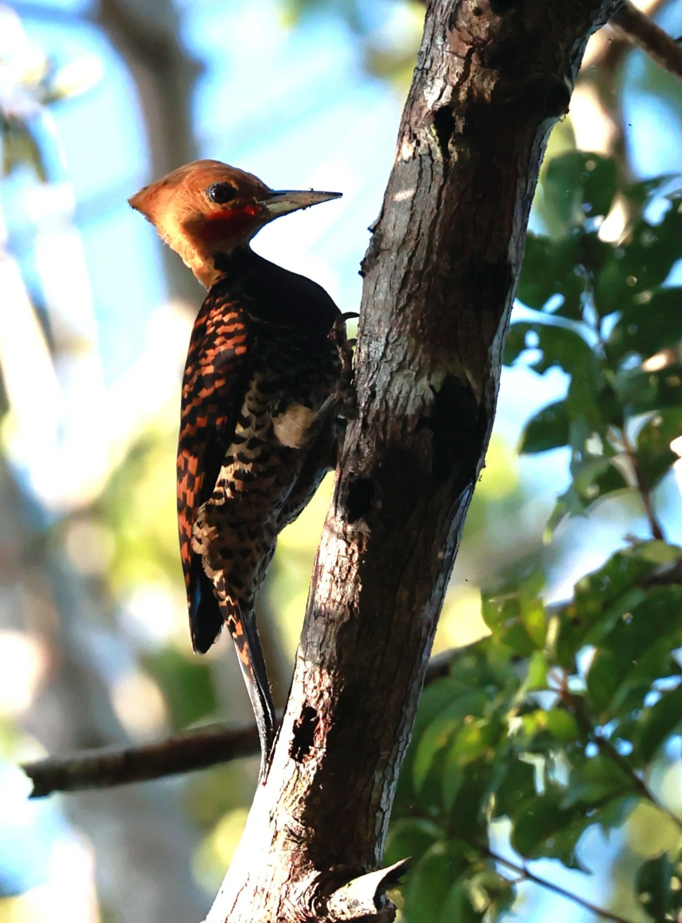 Woodpecker - Ringed Woodpecker - Celeus torquatus - Illeus, Bahia Brazil, Una Township Area (10).JPG
