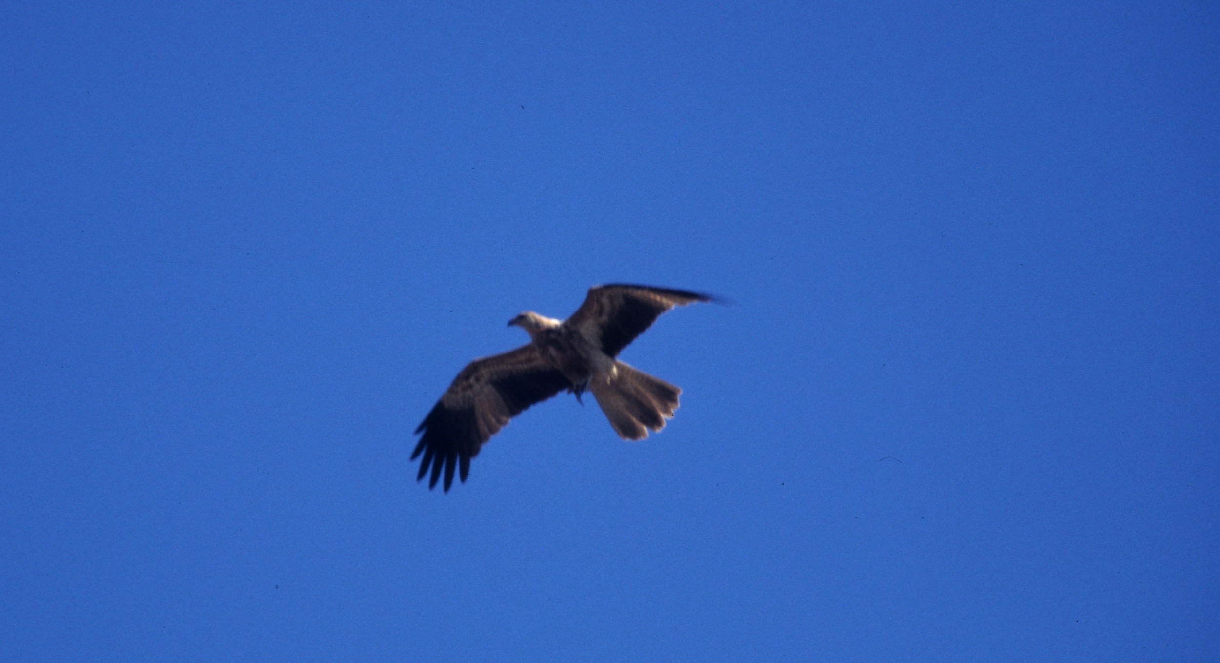 BIRD - KITE - WHISTLING KITE - DAINTREE RAINFOREST A.jpg