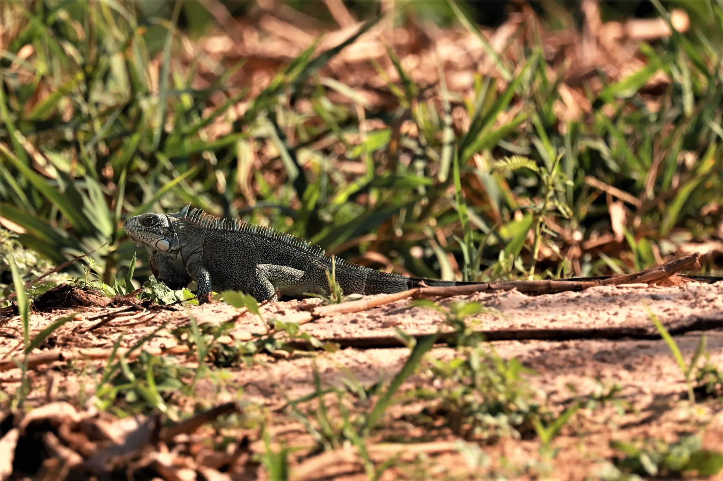 Iguana iguana - Green Iguana - Pantanal, Encontro das Águas State Park, Porto Jofre, Cuiaba River, Brazil day 3 (3).JPG