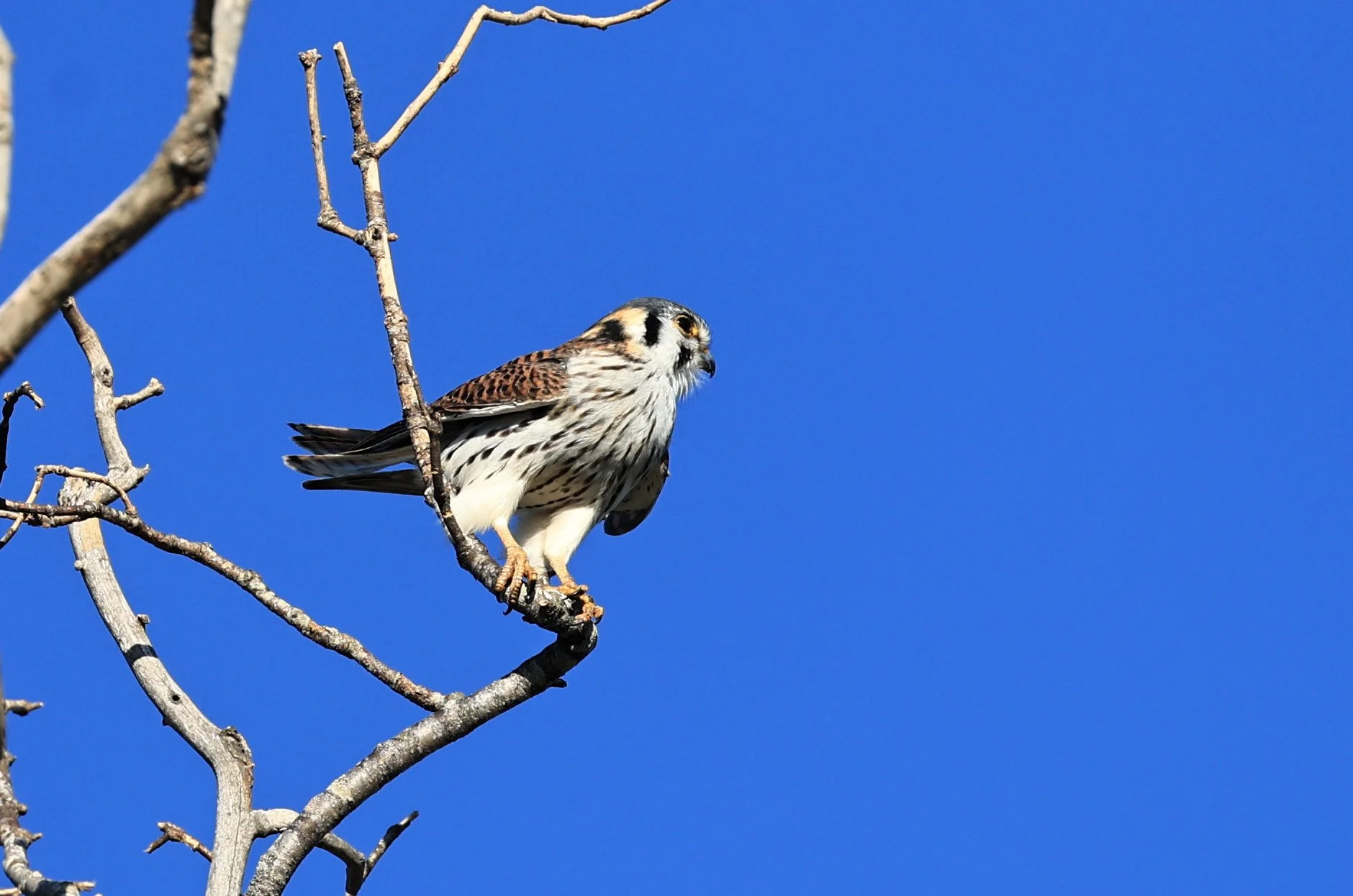 American Kestrel (Falco sparverius) Fortin Toledo Paraguay (2).jpg