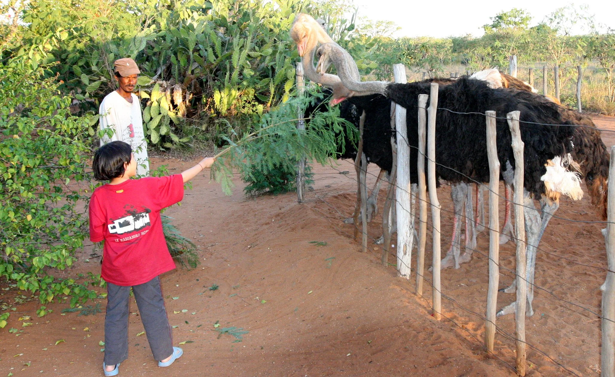 BERENTY RESERVE MADAGASCAR - OSTRICH EGG FARM.JPG