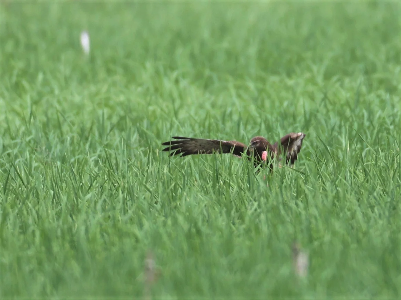 HARRIER - EASTERN MARSH HARRIER - Circus spilonotus -PATHUM THANI RICE RESEARCH CENTER 06 NOV 2021 (25).jpg