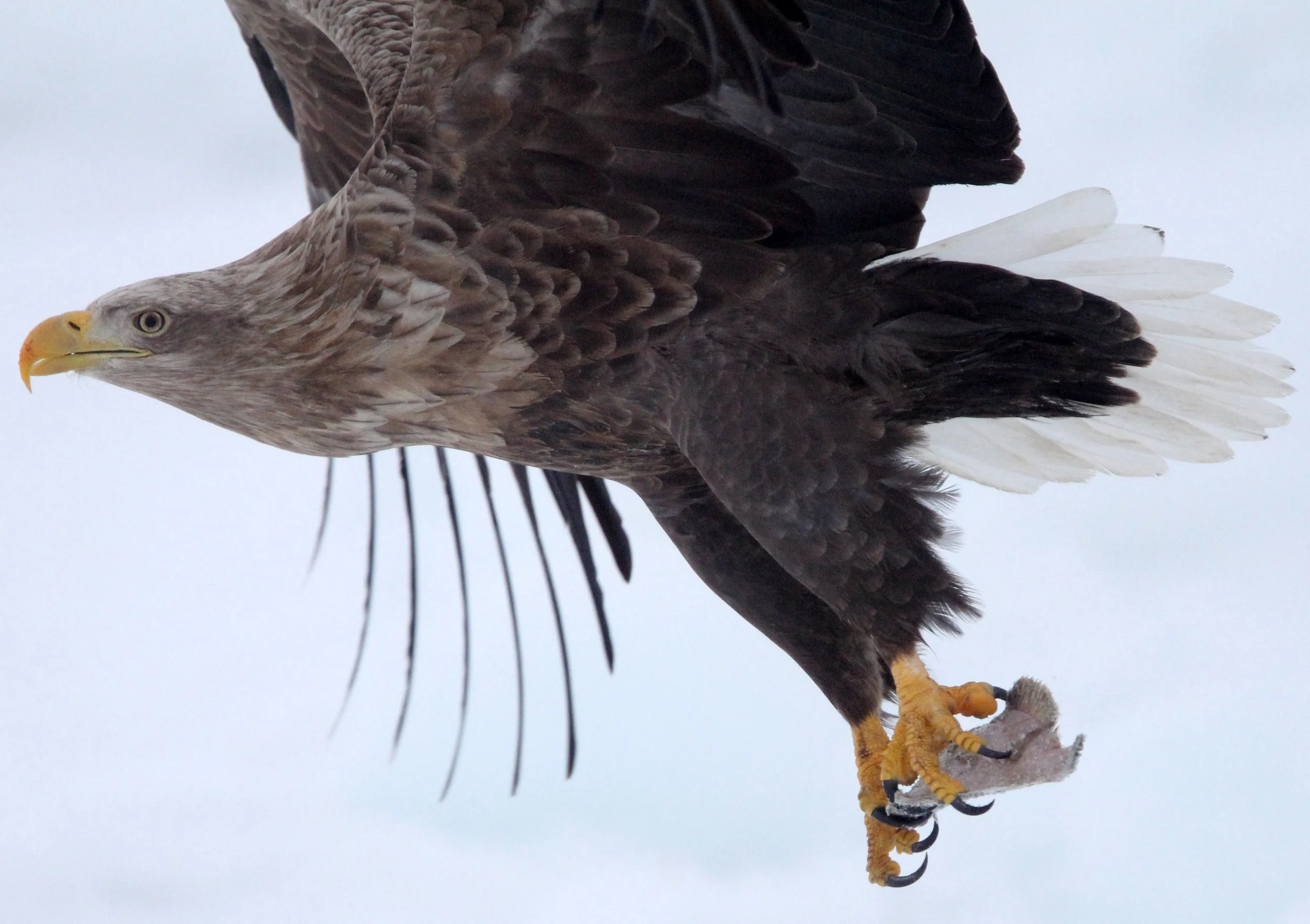 BIRD - EAGLE - WHITE-TAILED EAGLE - RAUSU, SHIRETOKO PENINSULA & NATIONAL PARK - HOKKAIDO JAPAN (68).JPG