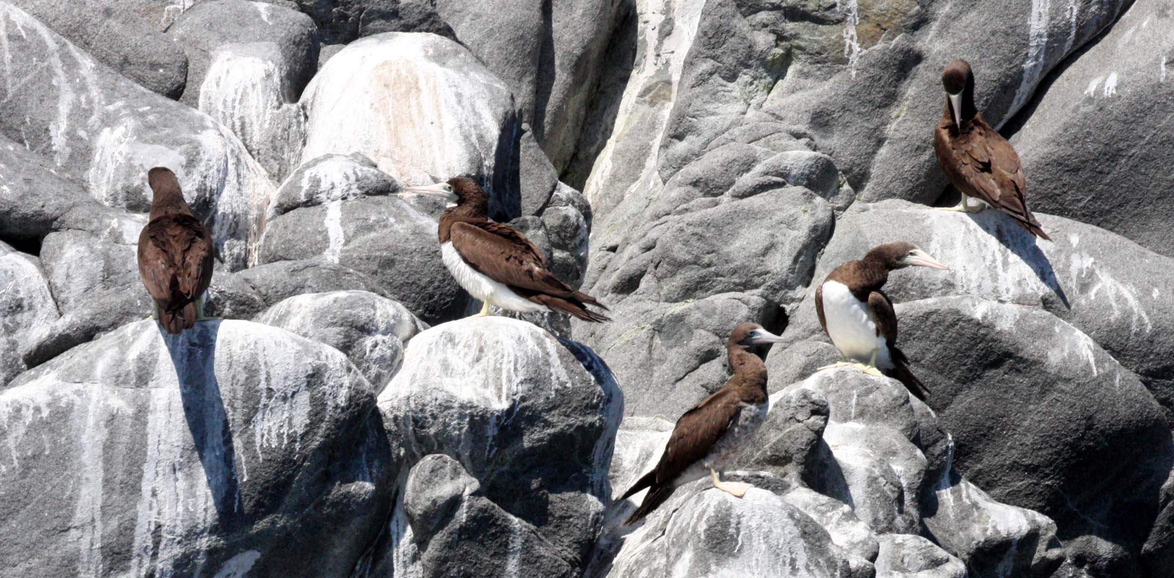 Brown Booby (Sula leucogaster) Santa Catalina Island Baja Mexico (7).JPG