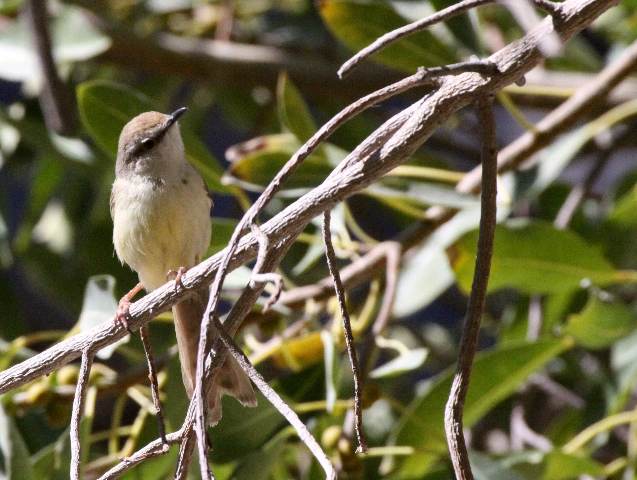 BIRD - PRINIA - TAWNY-FLANKED PRINIA - PRINIA SUBFLAVA - ETOSHA NATIONAL PARK NAMIBIA (3).JPG
