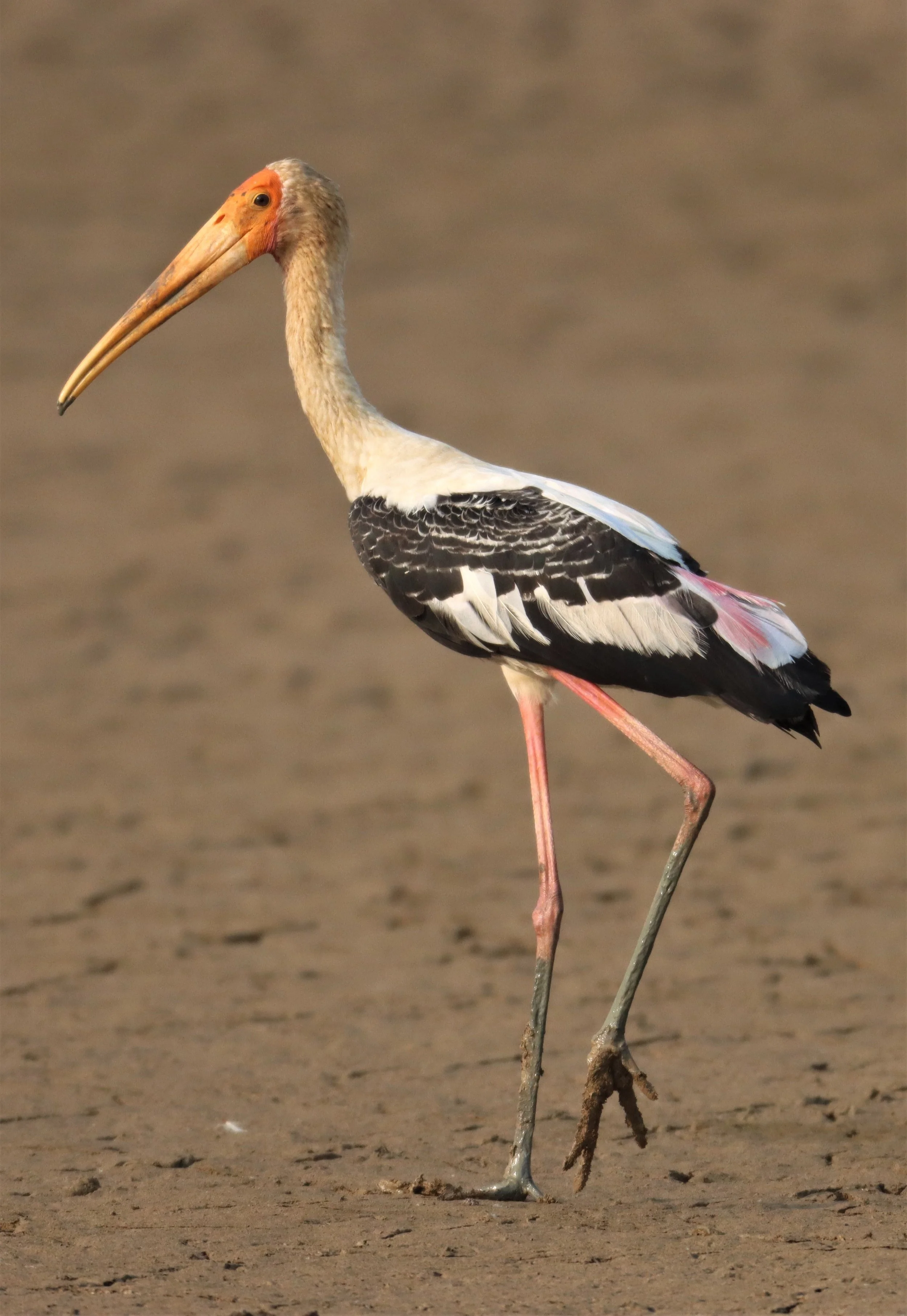 STORK - PAINTED STORK - Mycteria leucocephala - BUENG BORAPHET (17).jpg