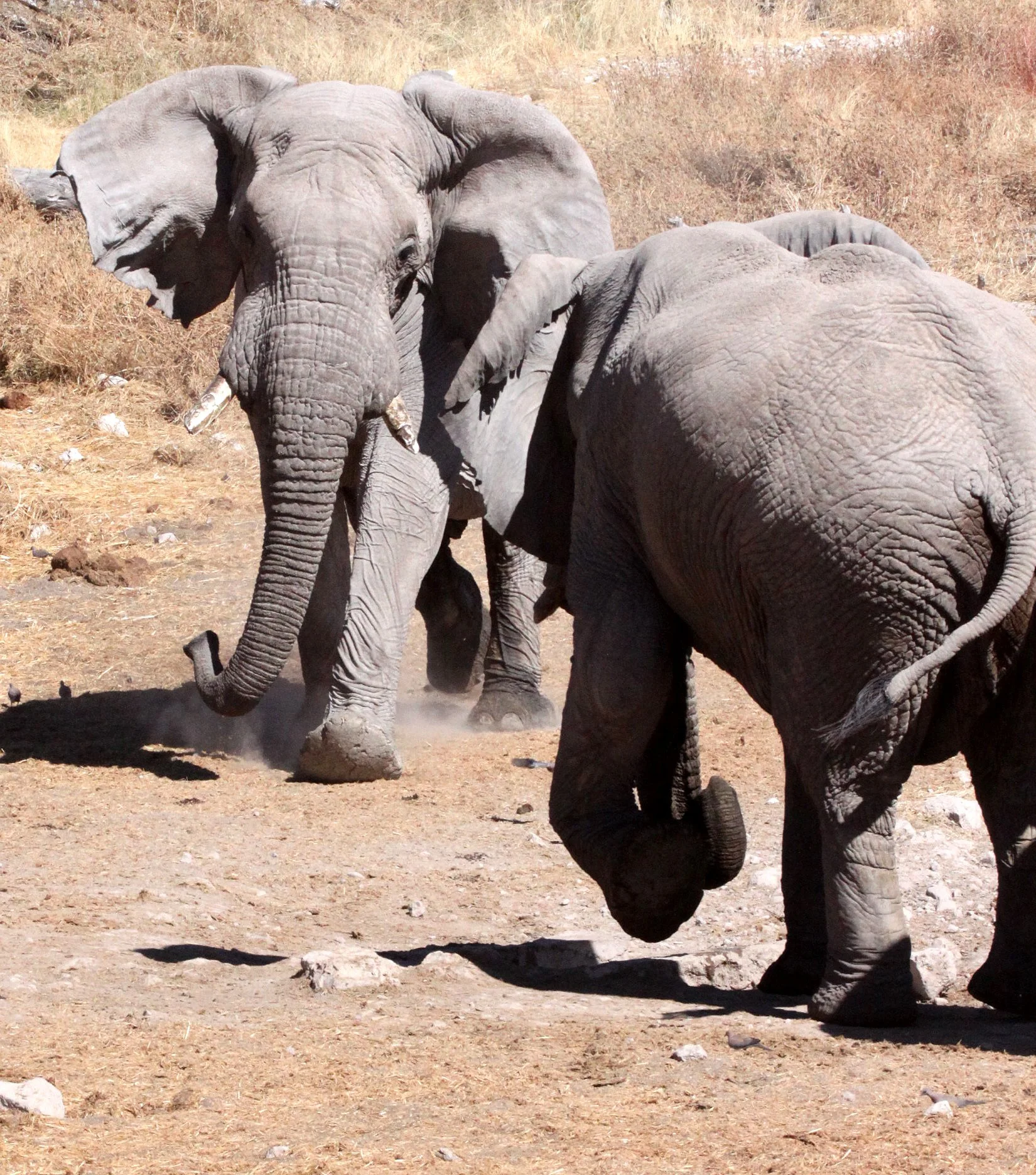 ELEPHANT - AFRICAN ELEPHANT - ETOSHA NATIONAL PARK NAMIBIA (118).JPG