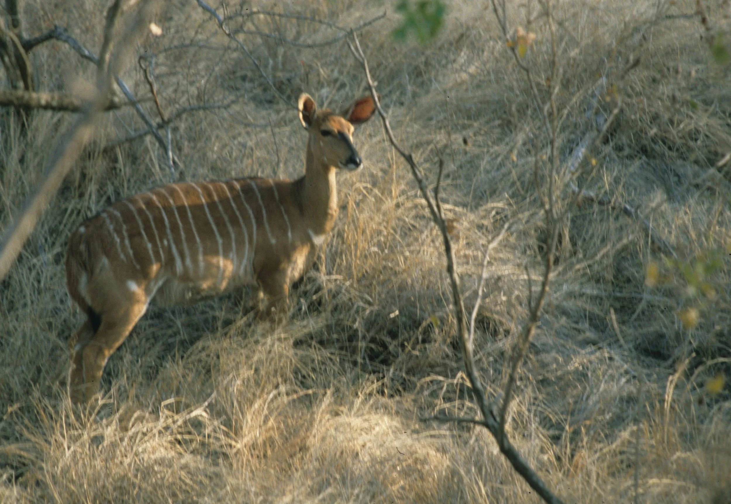 BOVID - NYALA - ZIMBABWE (10).jpg