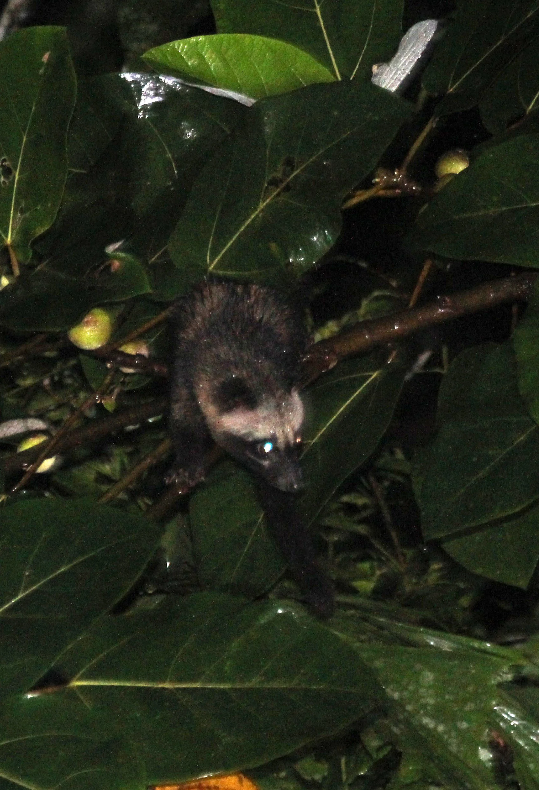 Paradoxus hermaphroditus javanica - JAVAN (COMMON) PALM CIVET - HALIMUN NATIONAL PARK - JAVA BARAT INDONESIA (3).JPG