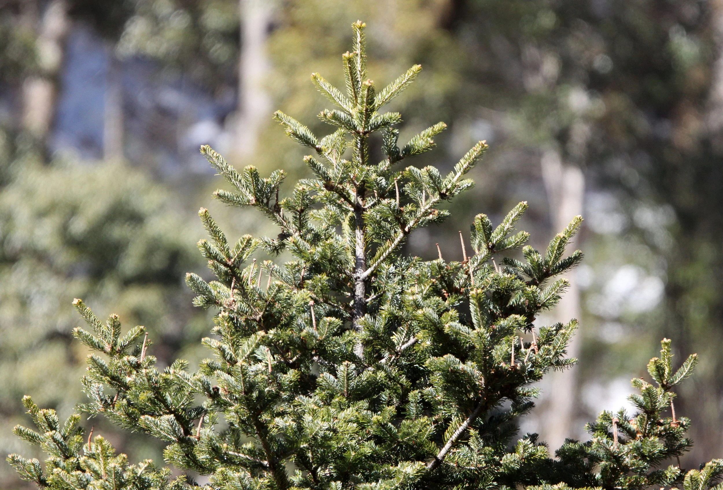YUNNAN - BAIMA SNOW MOUNTAIN RESERVE - CONIFER SPECIES (5).JPG