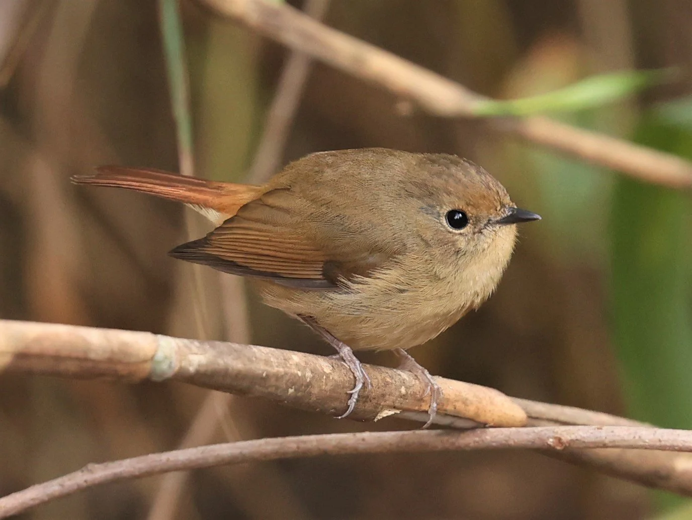 FLYCATCHER - SLATY-BLUE FLYCATCHER - Ficedula tricolor - DOI LANG WEST, DOI PHA HOM POK NP, CHIANG MAI DEC 2021 (16).jpg