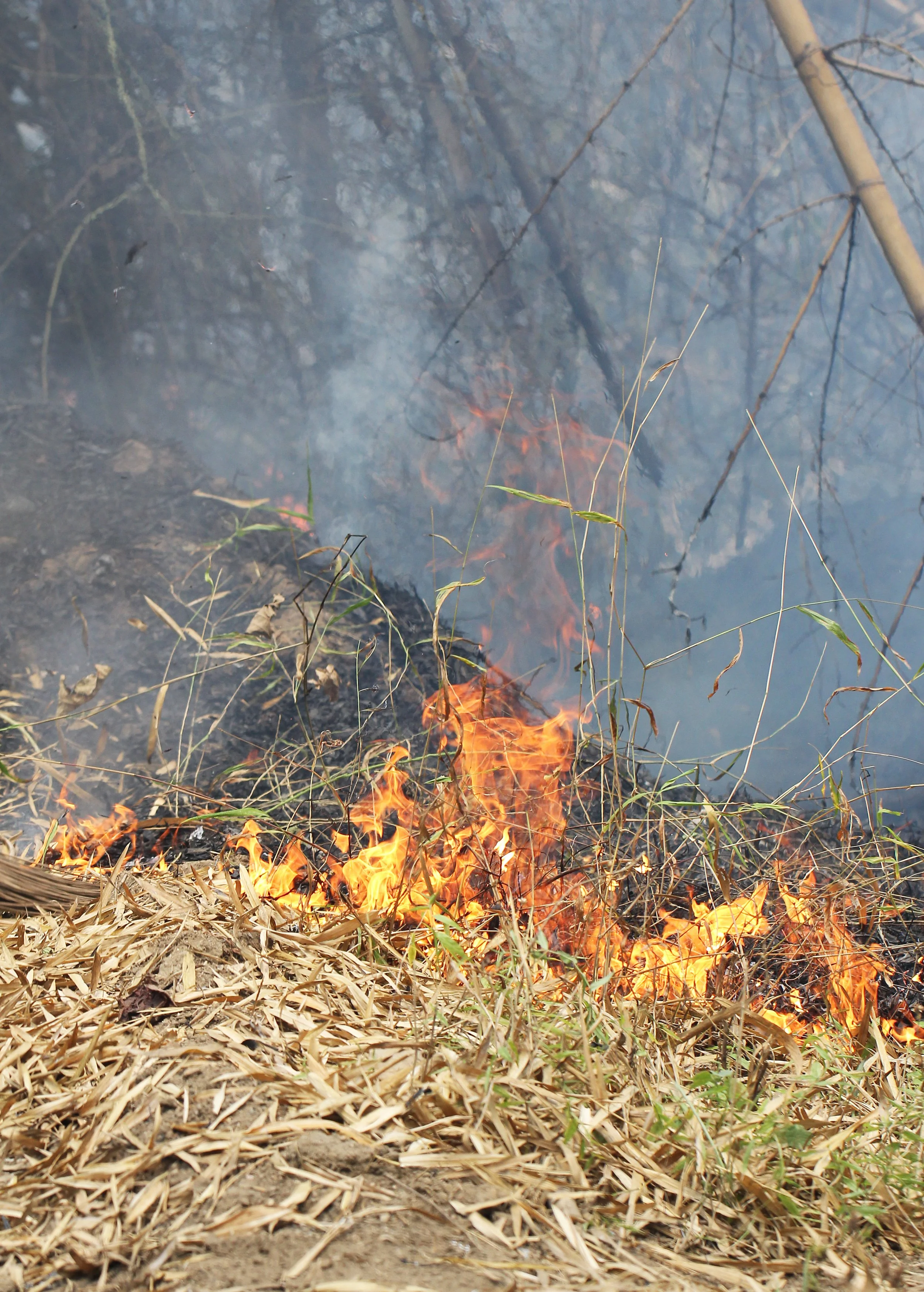 2015 Huai Mai Dee Huai Kha Khaeng Wildlife Refute (38).JPG