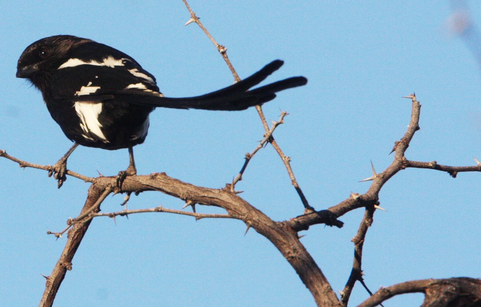 Magpie (Long-tailed) Shrike (Lanius melanoleucus) Khwai Camp Botswana (2).JPG