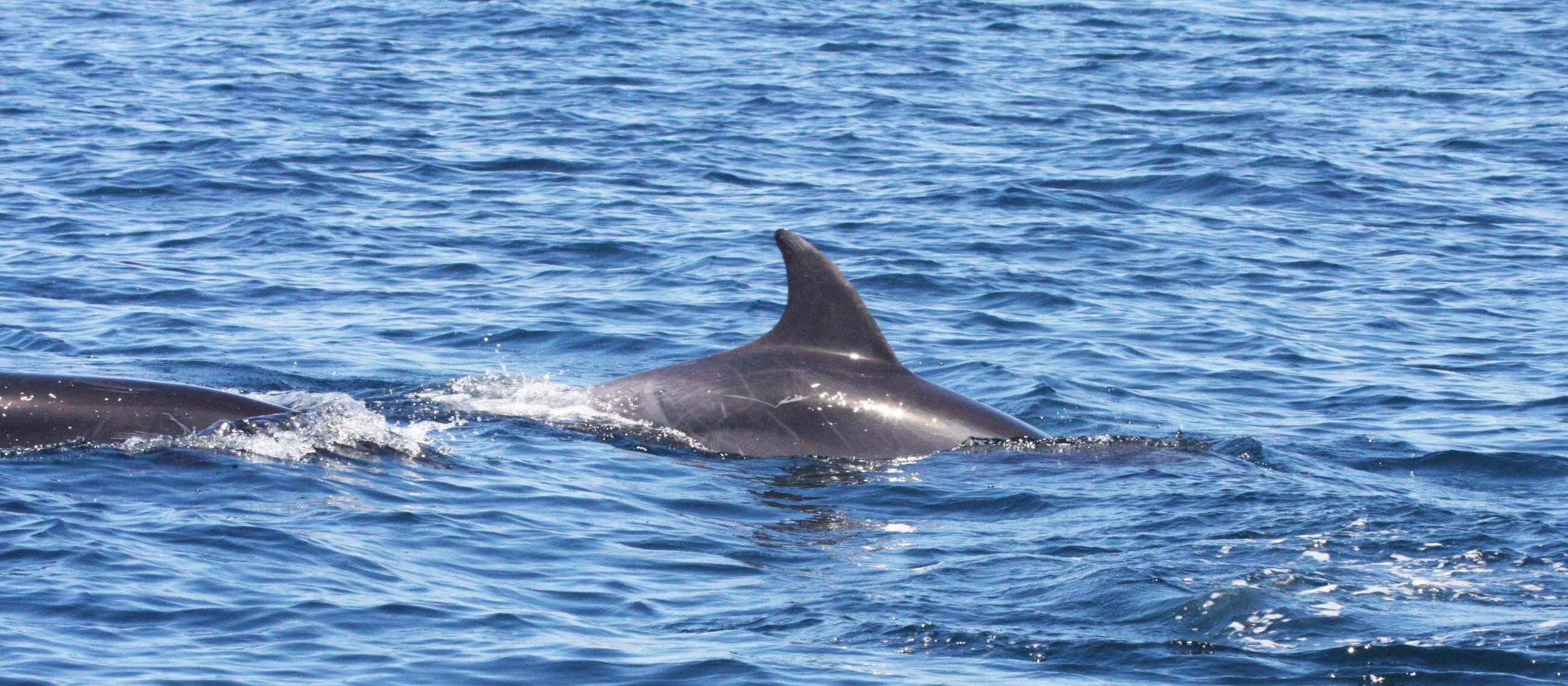 COMMON BOTTLENOSE DOLPHINS - ISLA CATALINA BAJA MEXICO - BAHIA LORETO (9).JPG