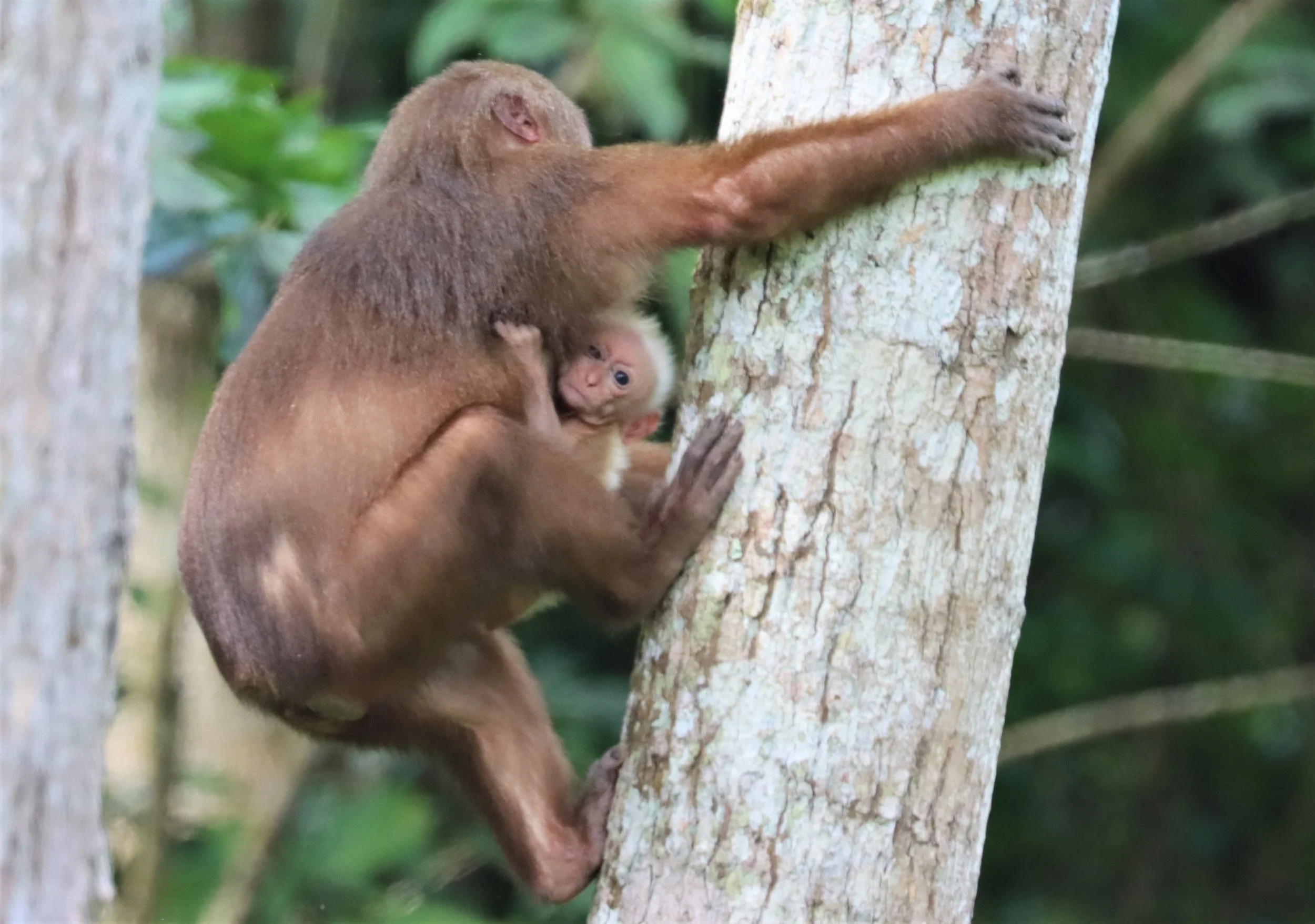 Macaca arctoides Stump-tailed Macaque — Coke Smith Wildlife