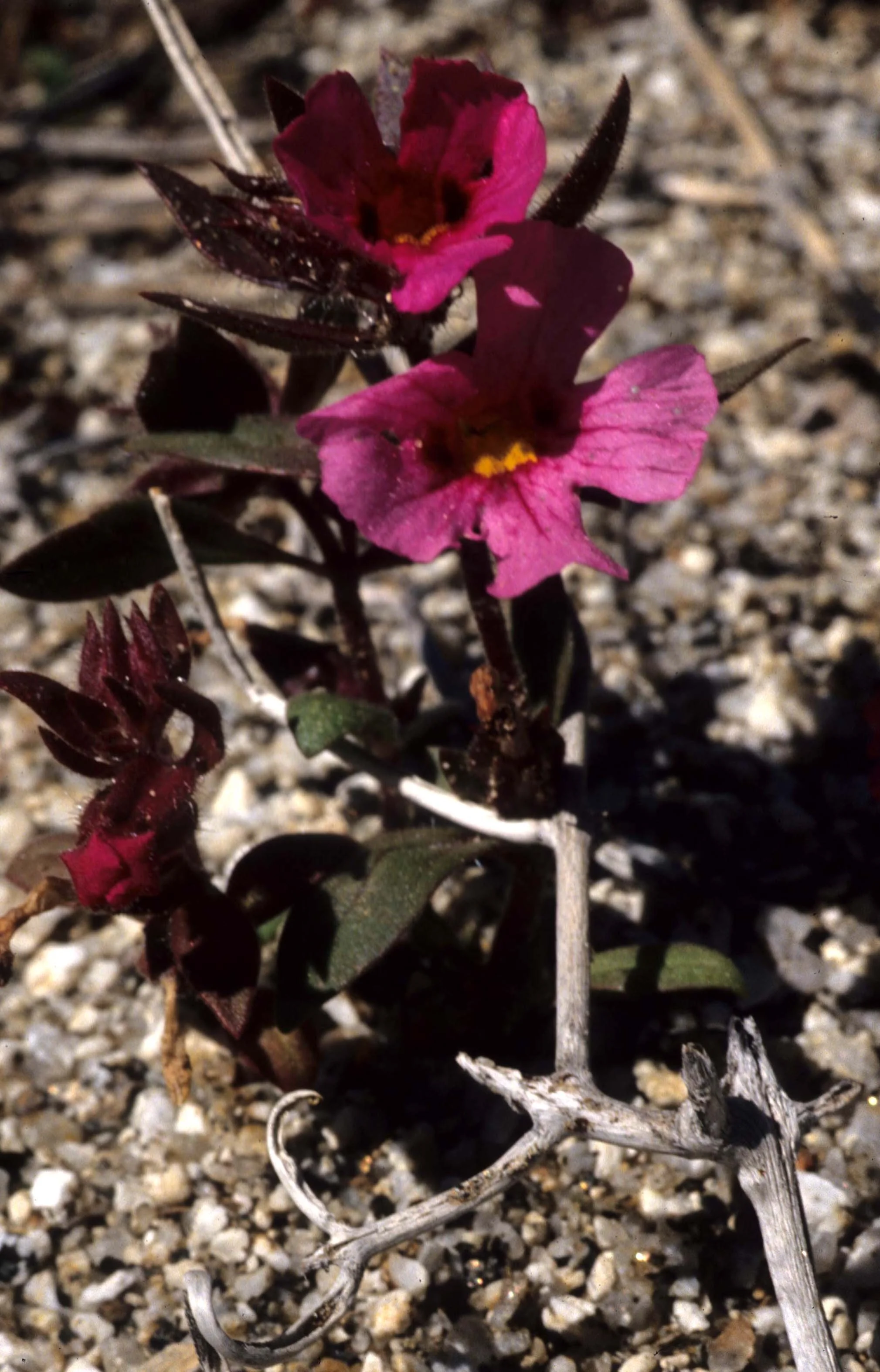 DEATH VALLEY - MIMULUS SPECIES A.jpg