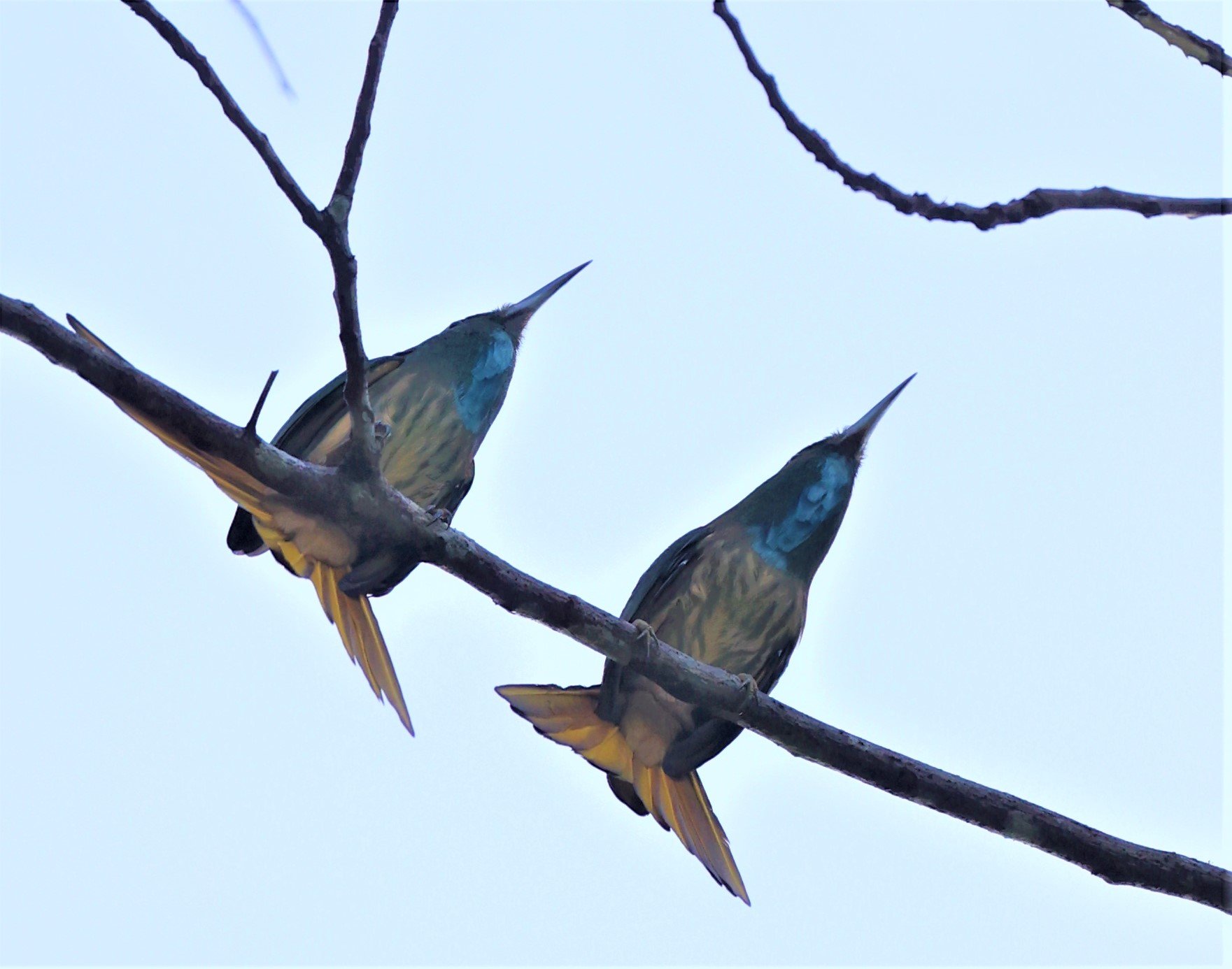 BEE-EATER - BLUE-BEARDED BEE-EATER - Nyctyornis amictus - KAENG KRACHAN NATIONAL PARK 16 OCT 2021 (3).jpg