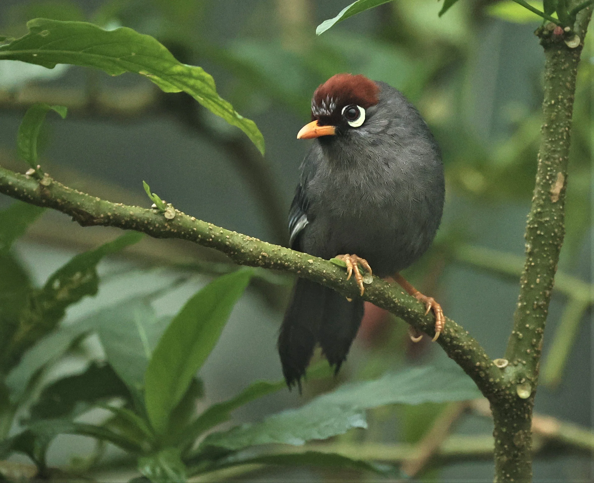 Pterorhinus mitratus - CHESTNUT-CAPPED LAUGHINGTHRUSH - FRASER'S HILL RAUB DISTRICT PAHANG MALAYSIA (33).jpg
