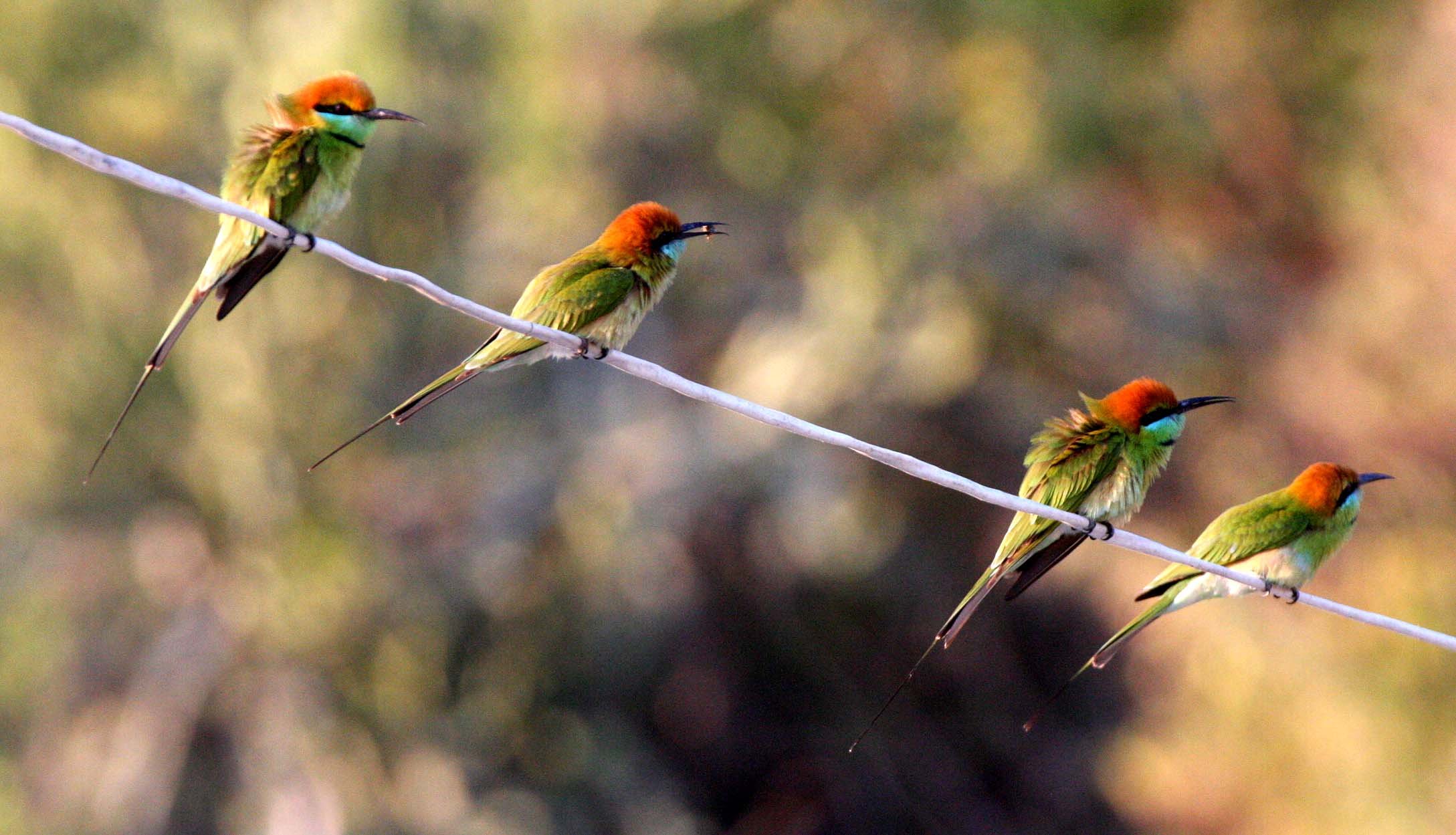 BEE-EATER - GREEN BEE-EATER - Merops orientalis - KHAO SAM ROI YOT THAILAND (12).JPG
