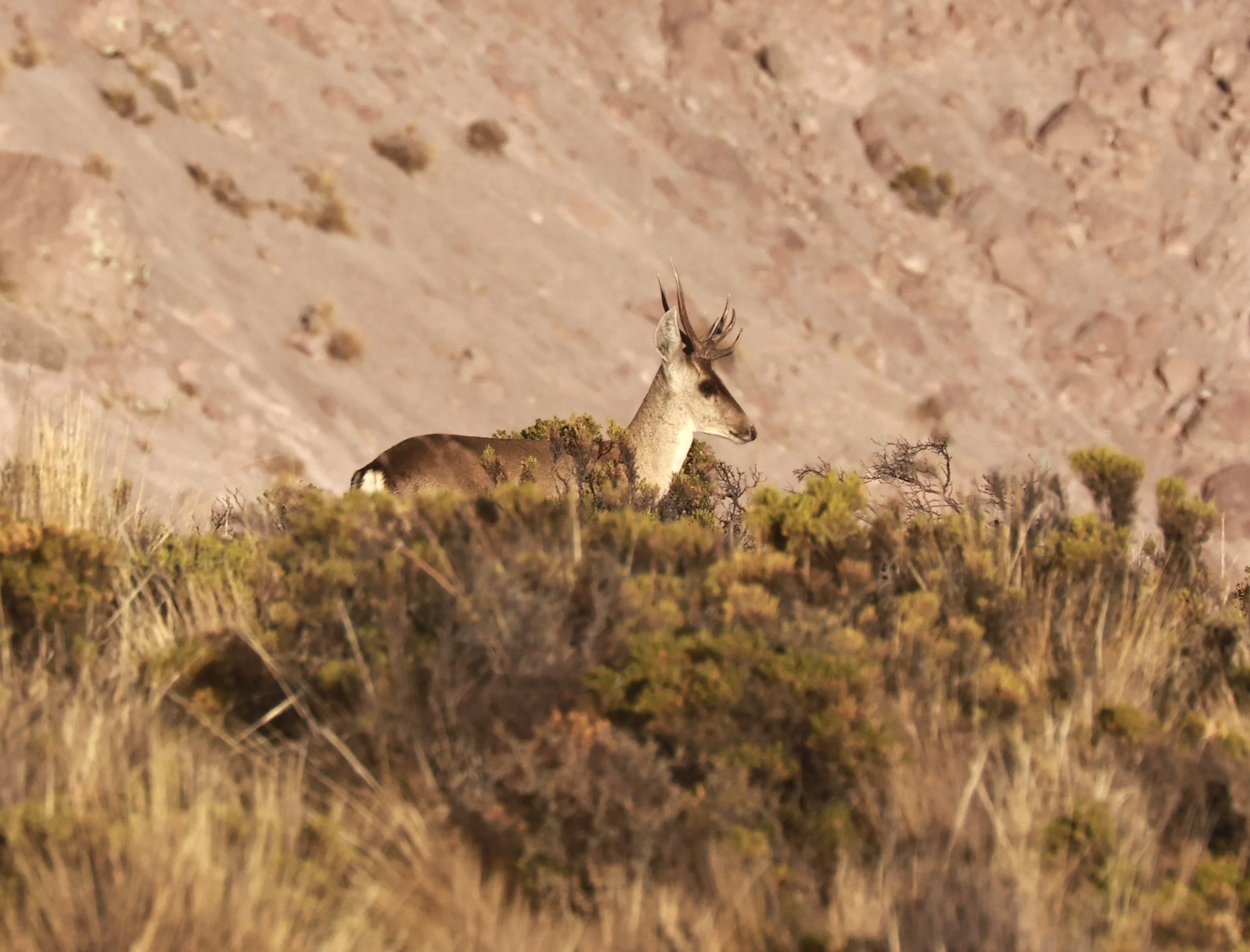 Hippocamelus antisensis - Taruca - Putre, Chile (4).JPG