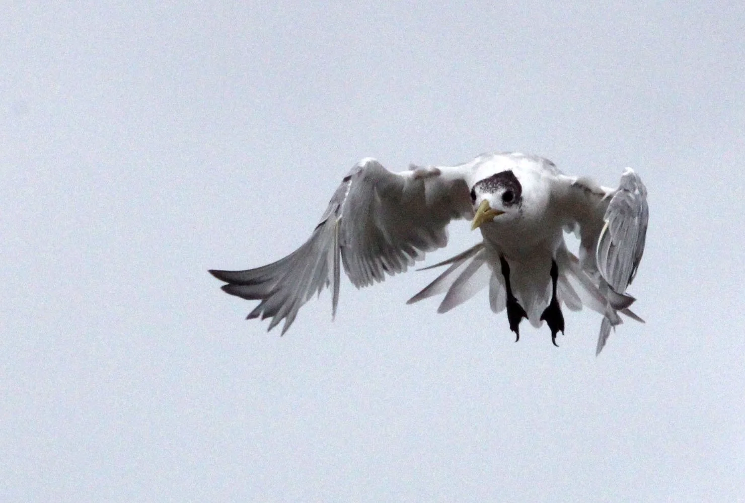 BIRD - TERN - GREAT CRESTED TERN - STERNA BERGII - UJUNG KULON NATIONAL PARK - JAVA BARAT INDONESIA (14).JPG