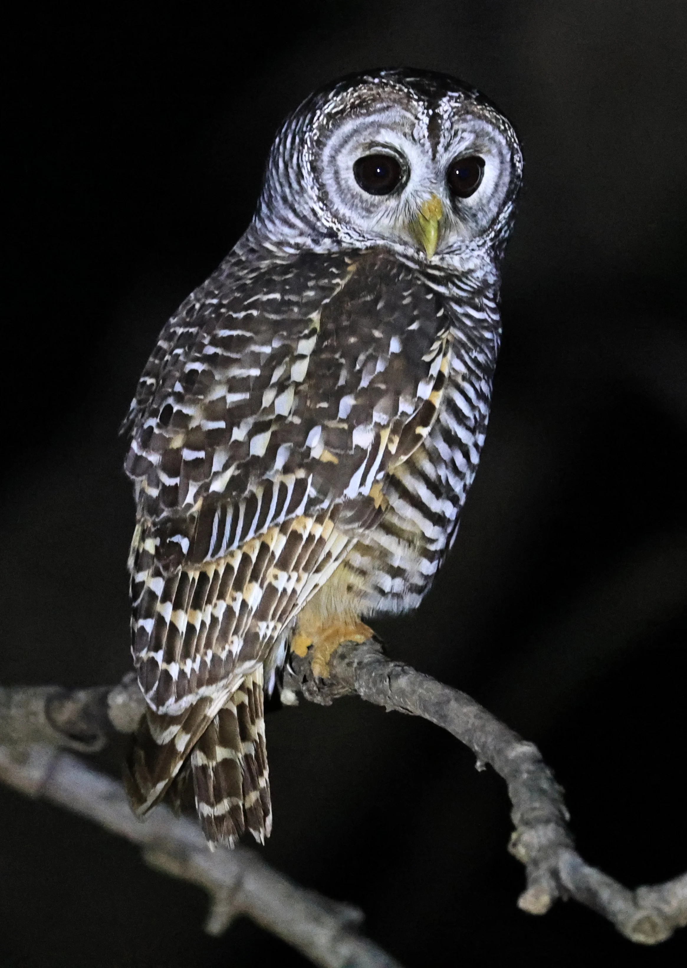 Chaco Owl (Strix chacoensis) Reserva Nueland  Selva Serena (18).jpg