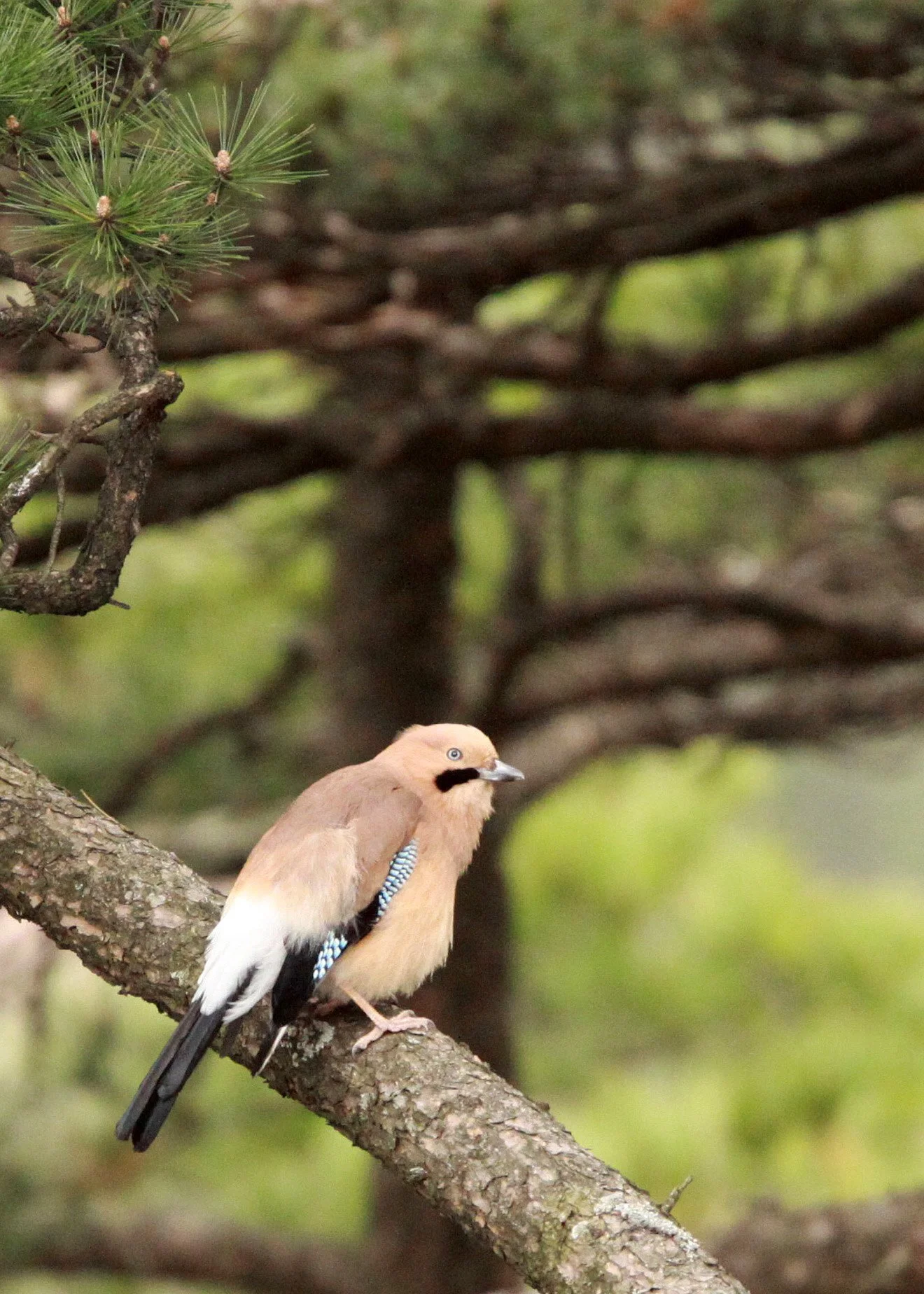 BIRD - JAY - EURASIAN JAY - HUANGSHAN NATIONAL PARK - ANHUI PROVINCE CHINA (9).JPG