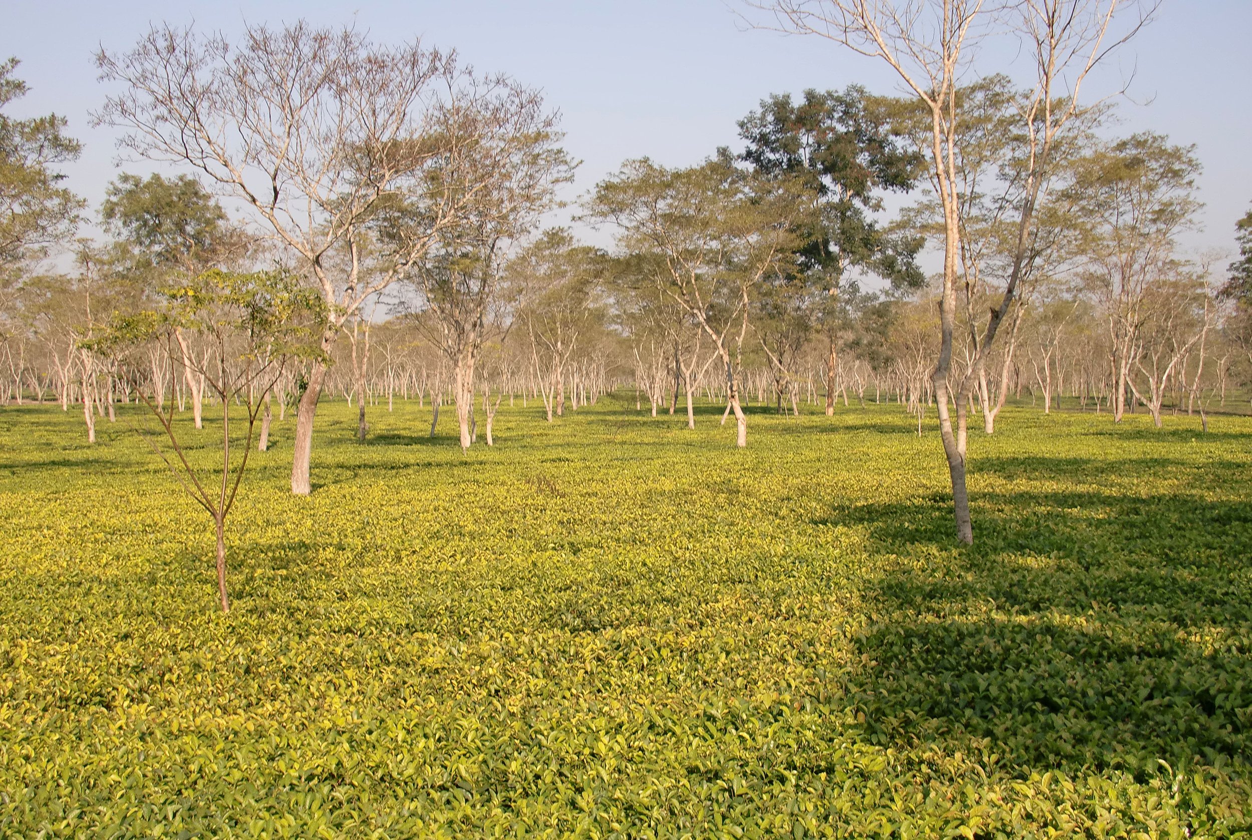 ASSAM - KAZIRANGA NATIONAL PARK INDIA (7).JPG