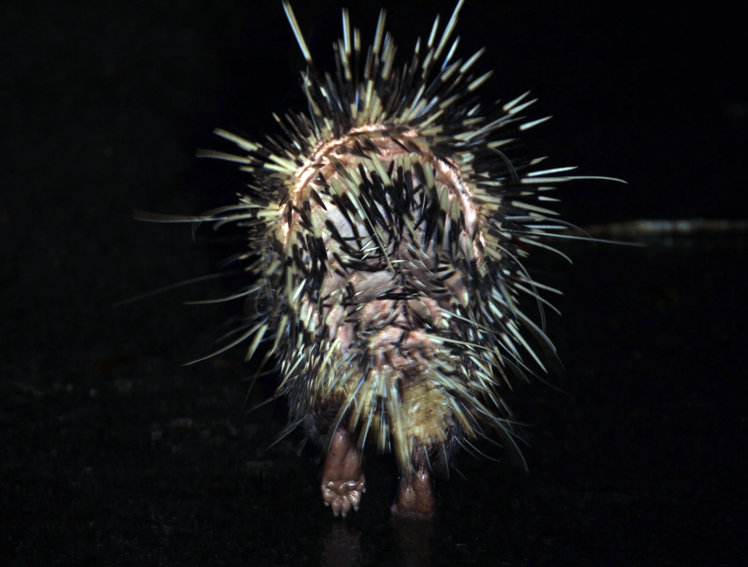 Hystrix brachyura - MALAYAN PORCUPINE - KHAO YAI NP THAILAND (7).JPG